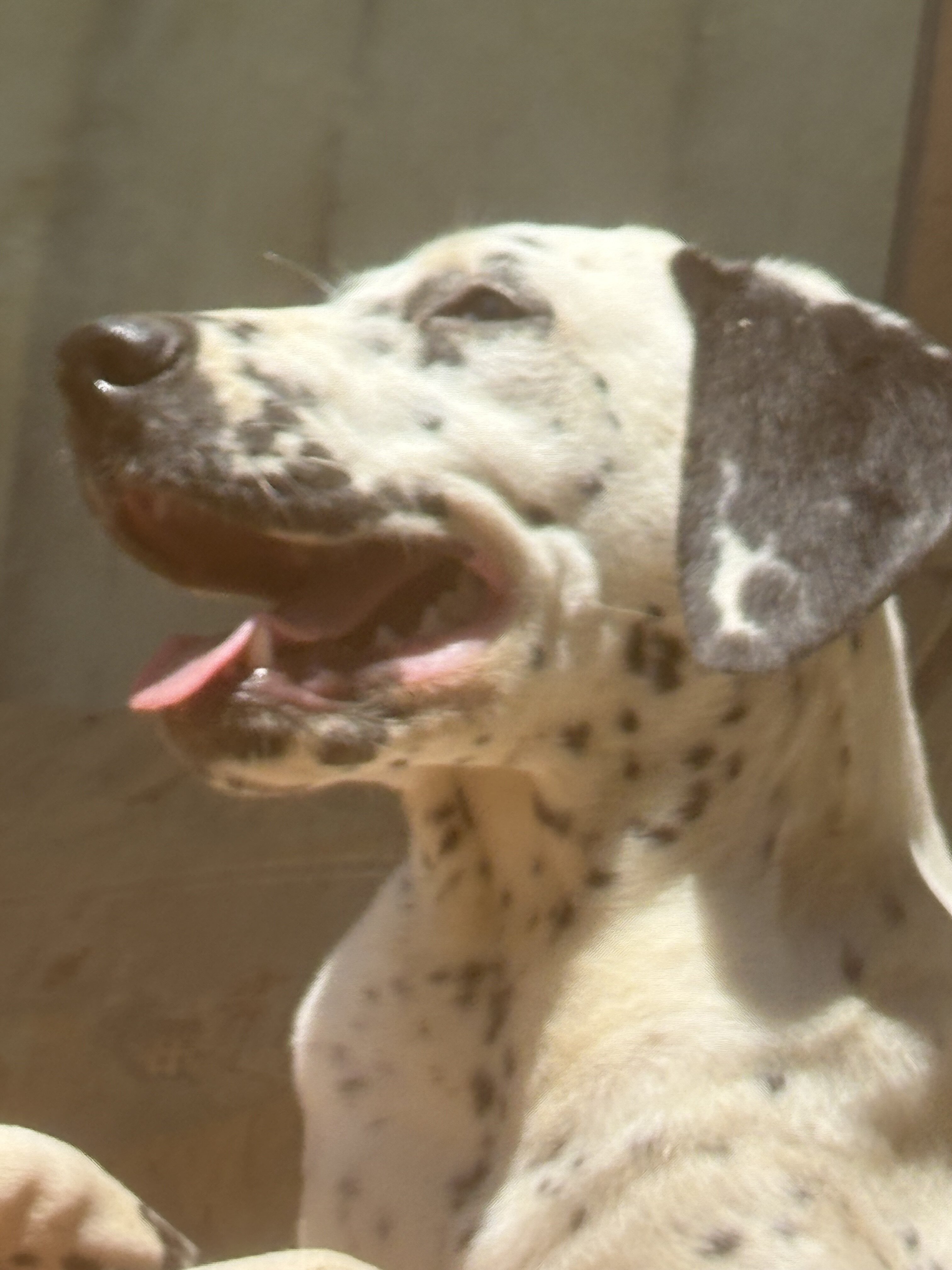 Dalmatian Female Puppy image 7