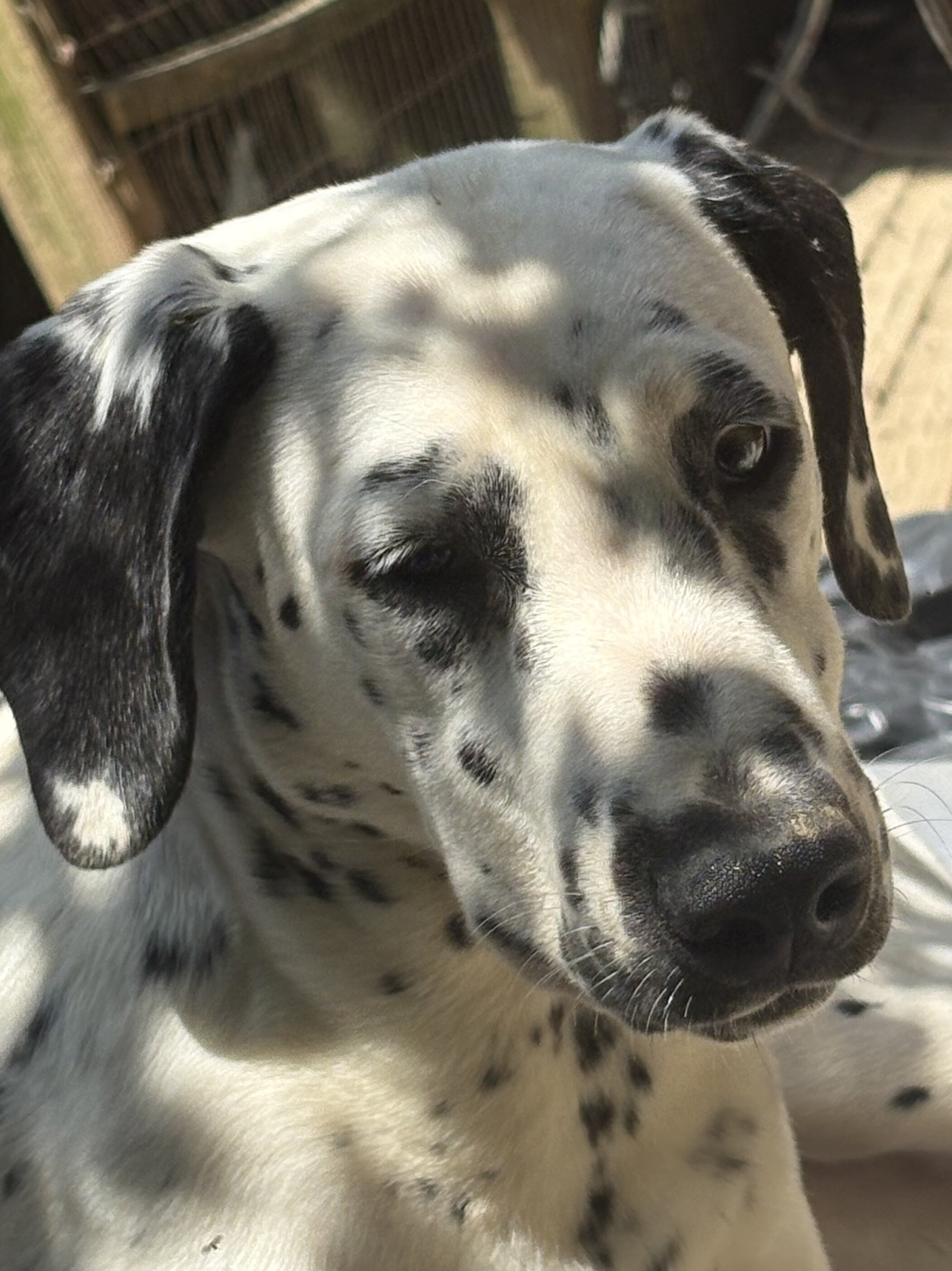 Dalmatian Female Puppy image 3