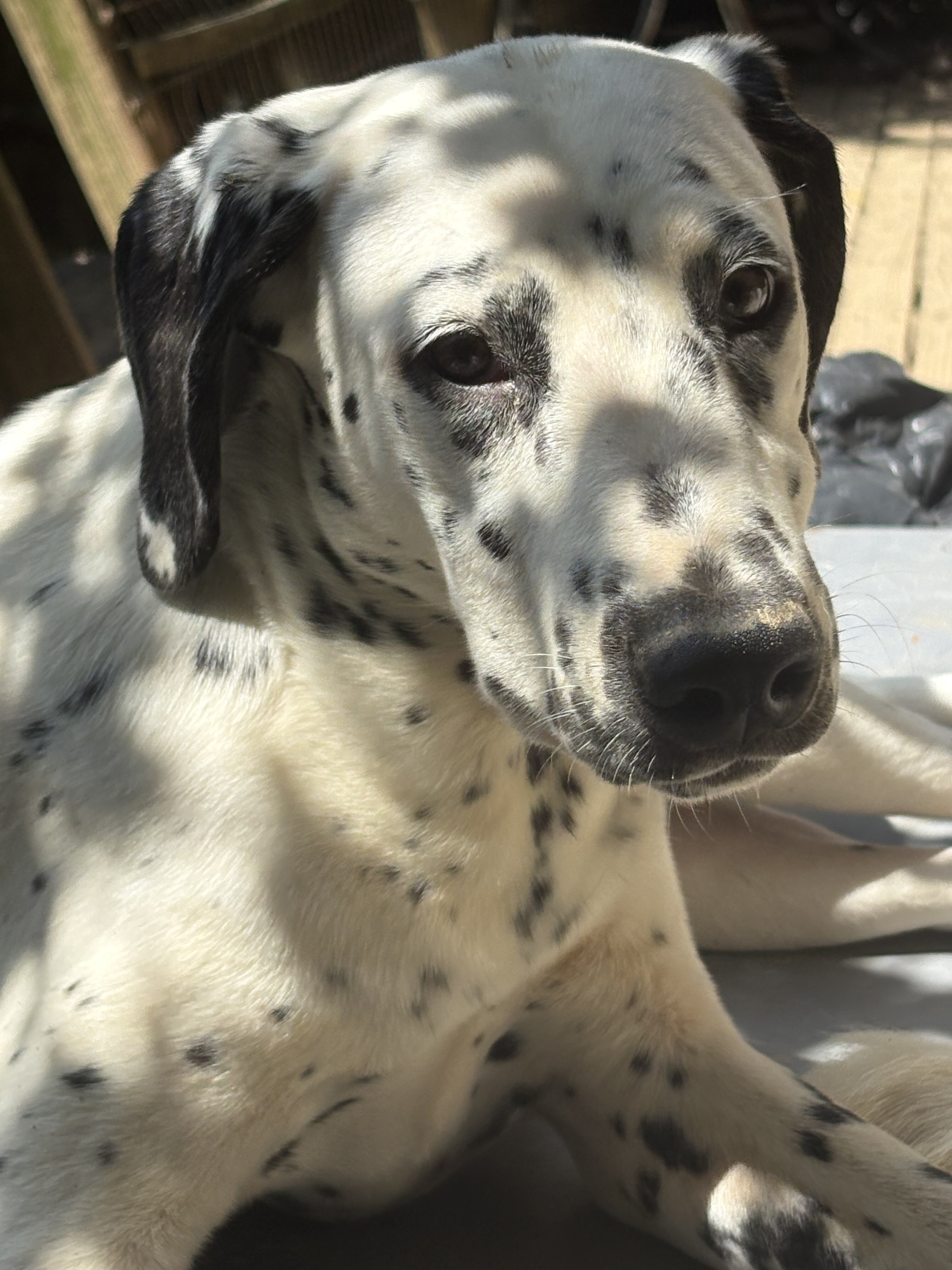 Dalmatian Female Puppy image 2