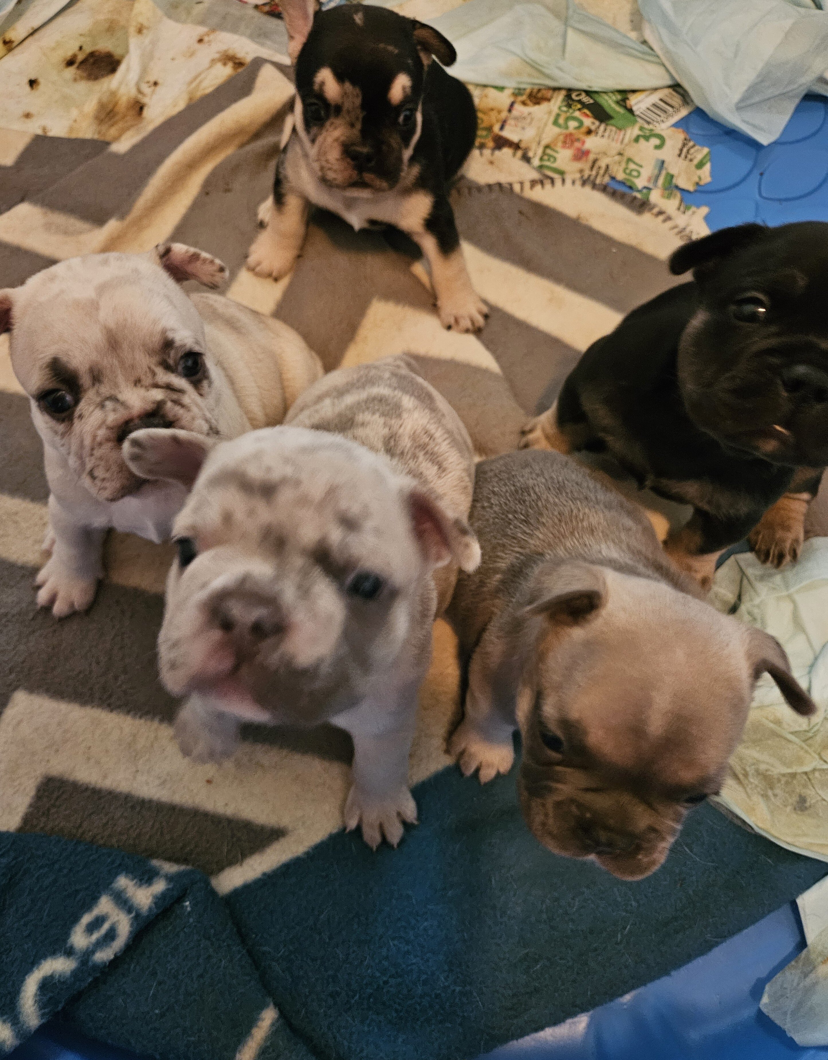 Frenchie puppies image 5