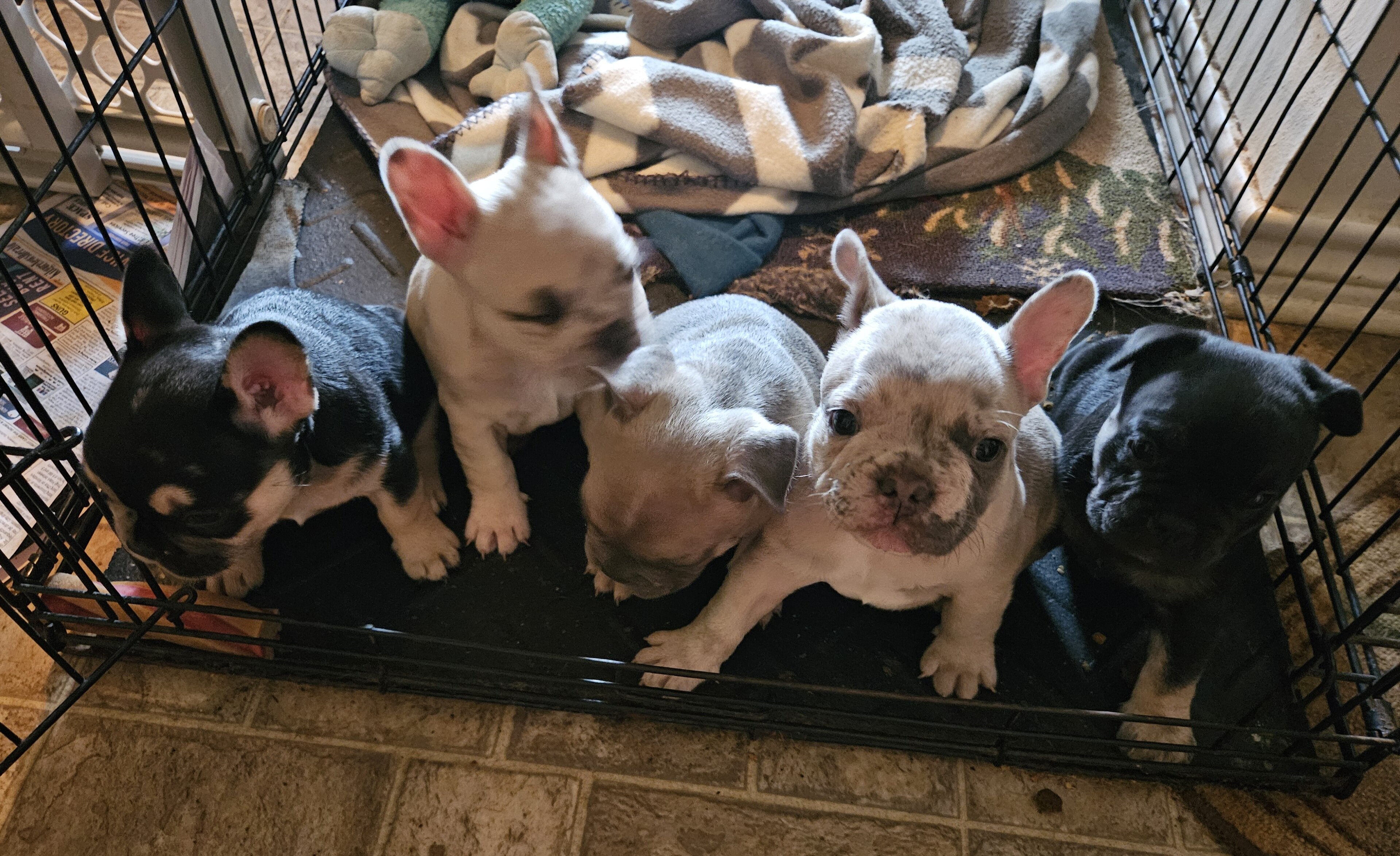 Frenchie puppies image 4