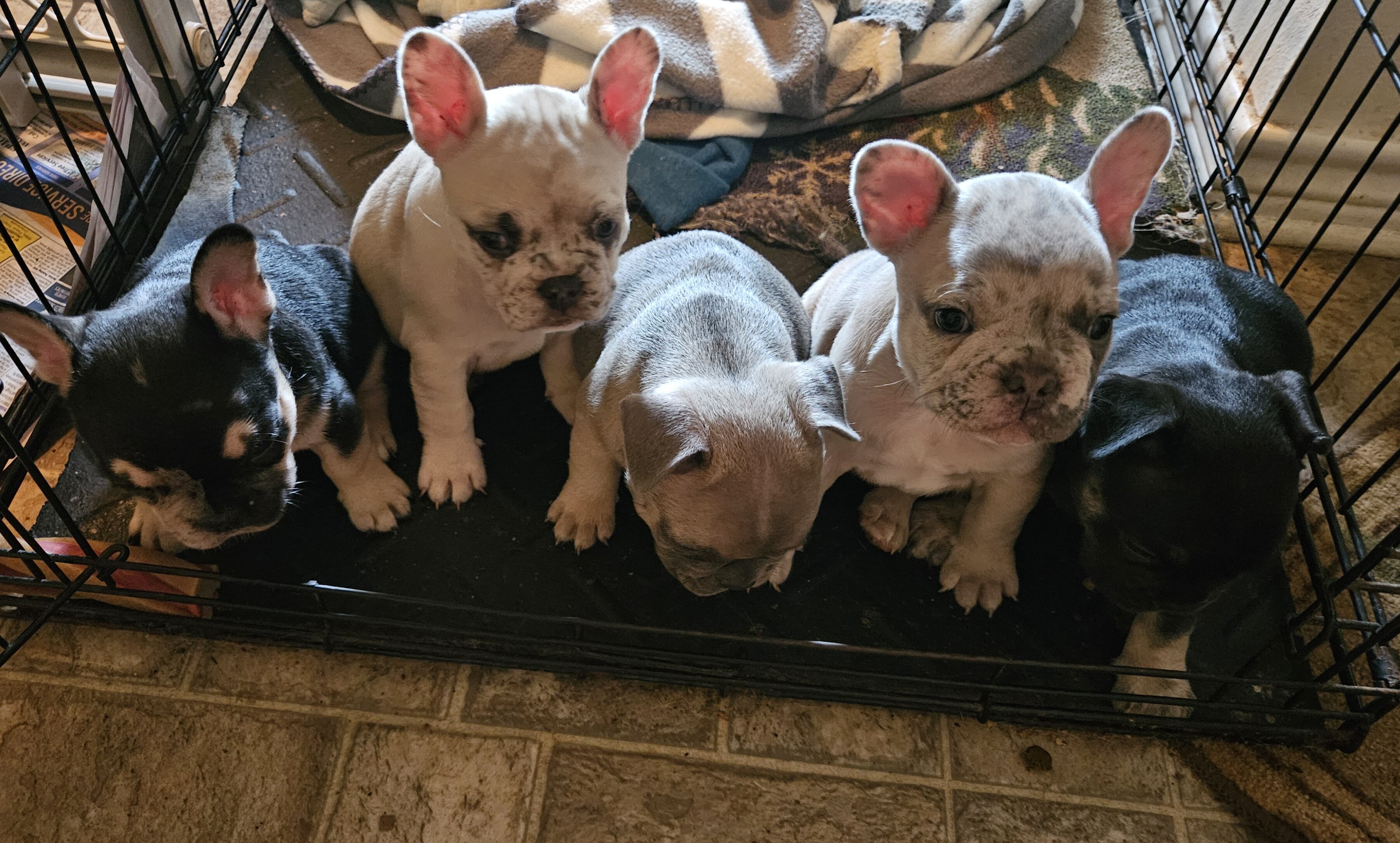 Frenchie puppies image 1