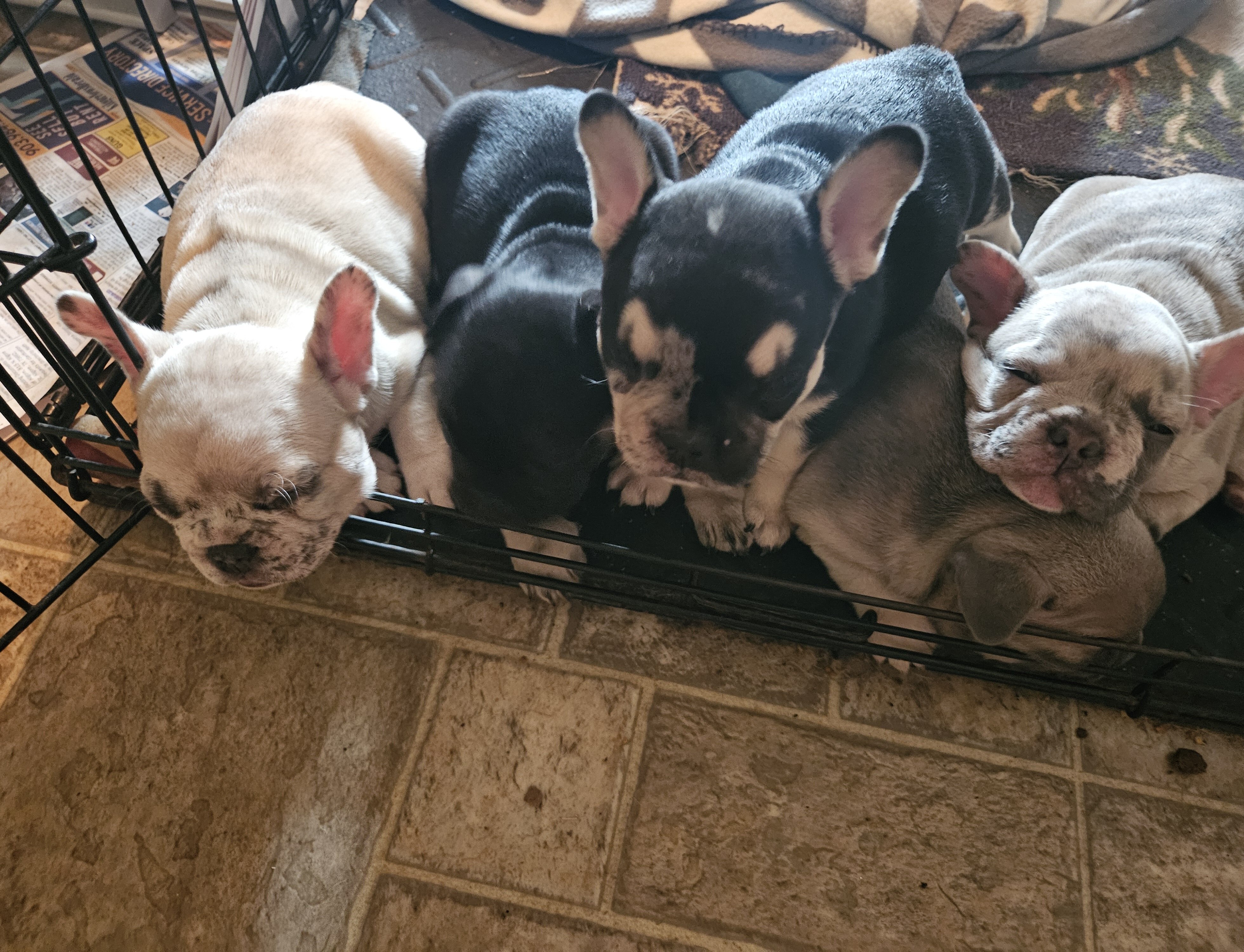 Frenchie puppies image 2