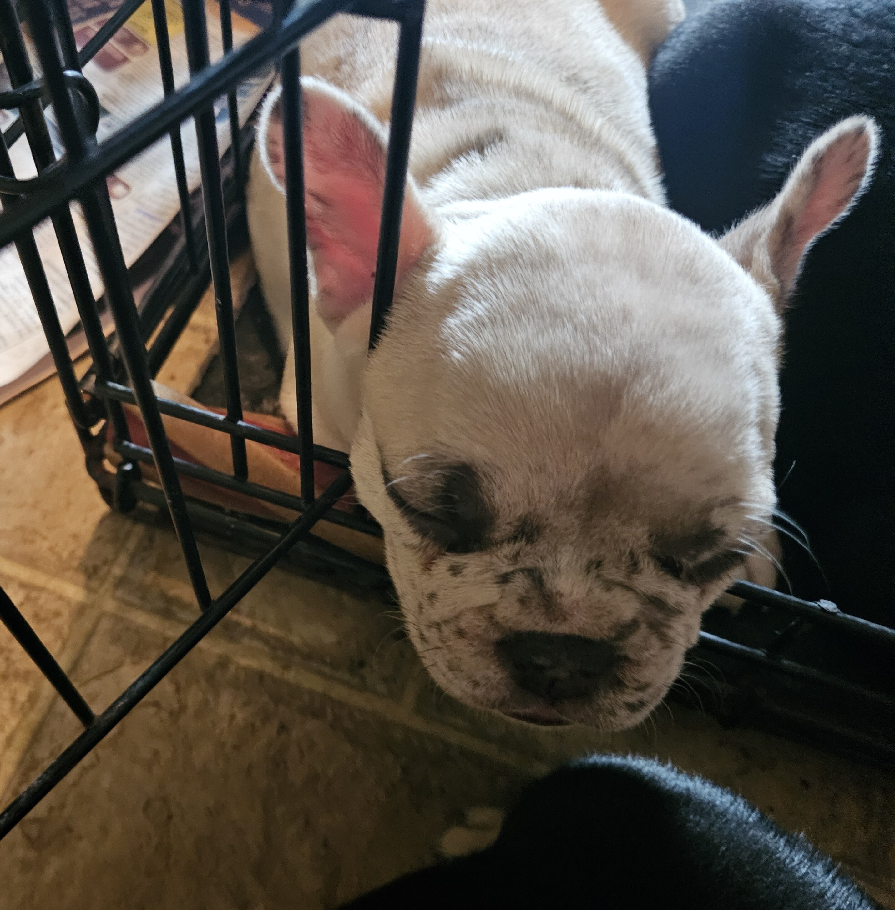 Frenchie puppies image 3