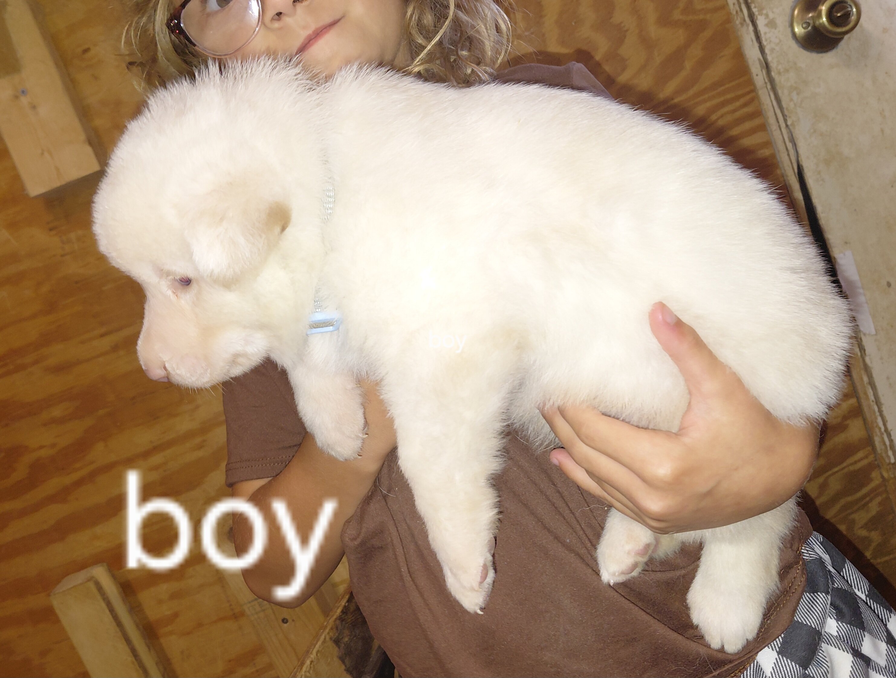 puppies image 4