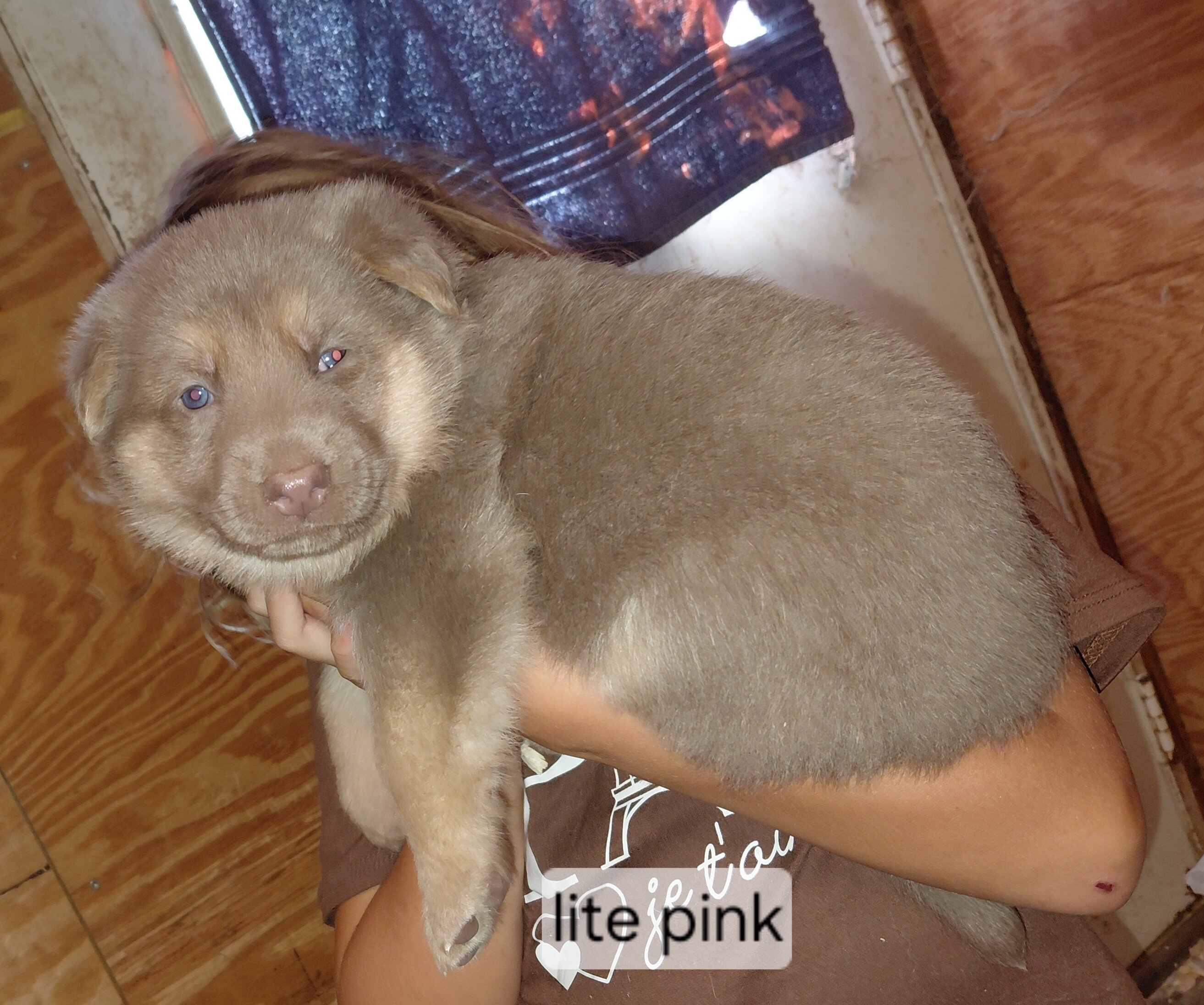 puppies image 3