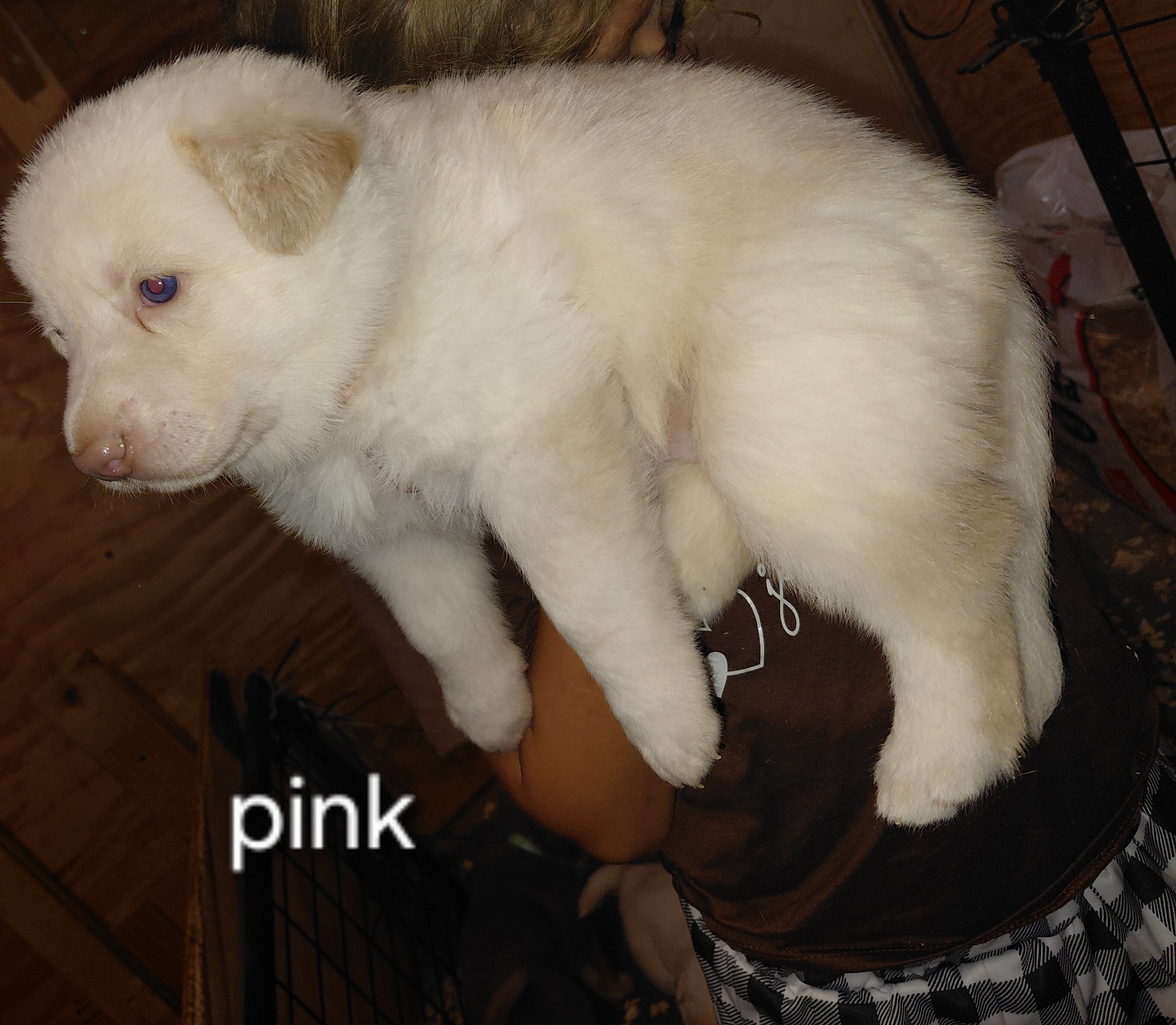 puppies image 1