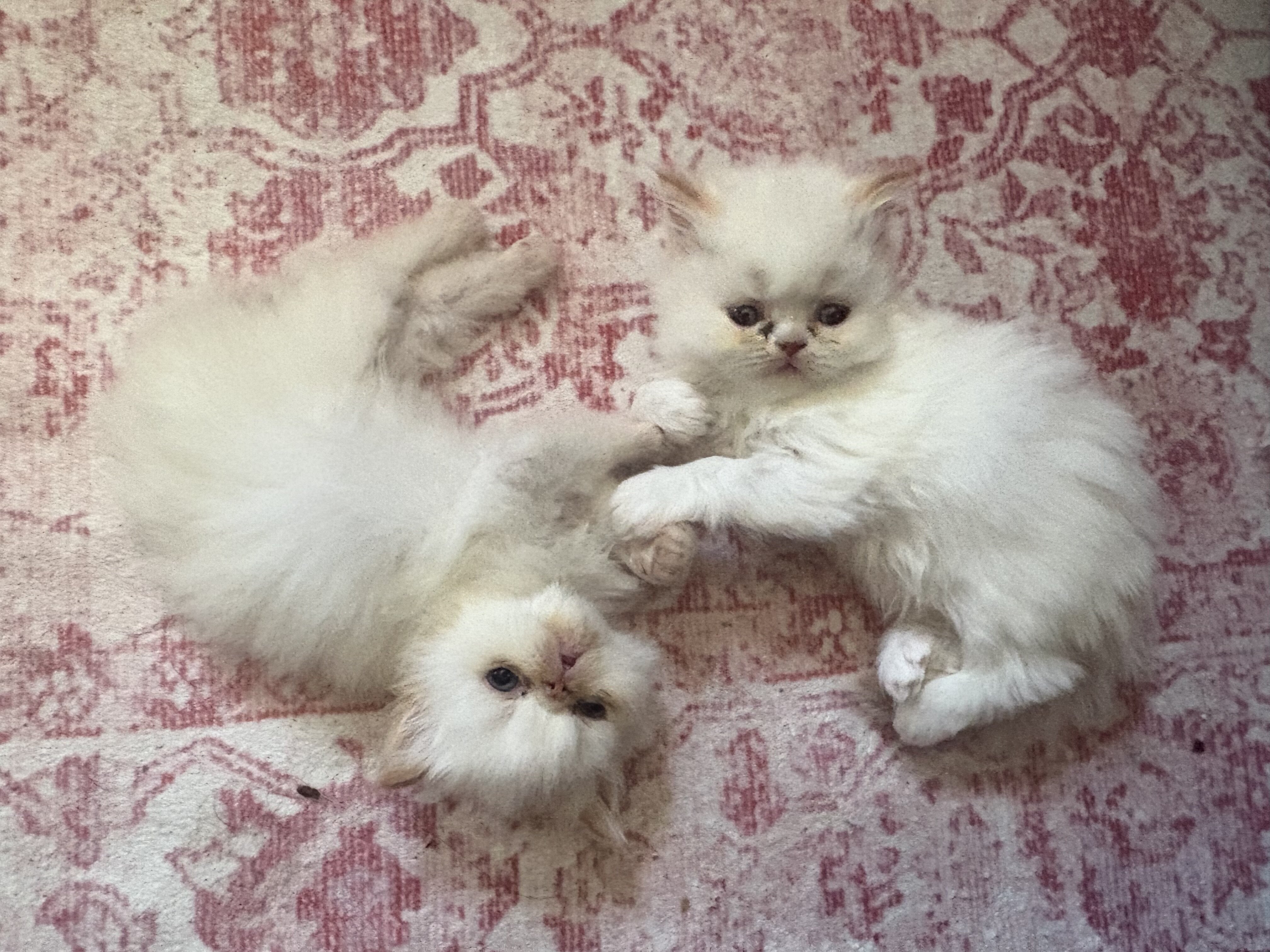 Kittens image 3