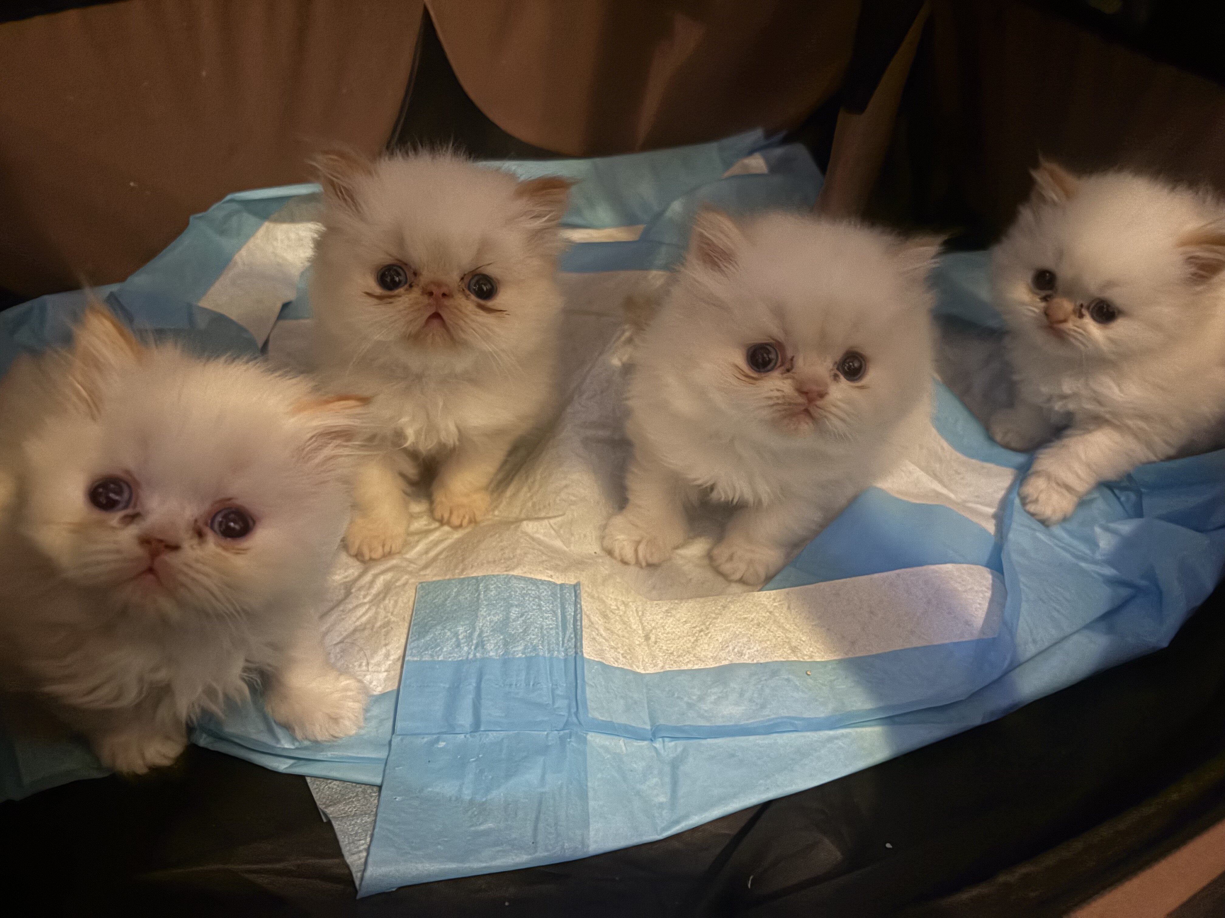 Kittens image 6