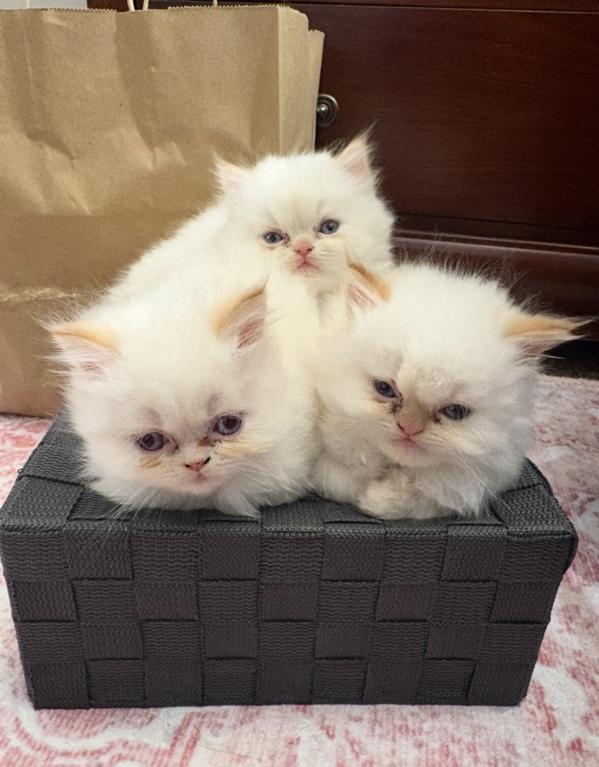 Kittens image 1