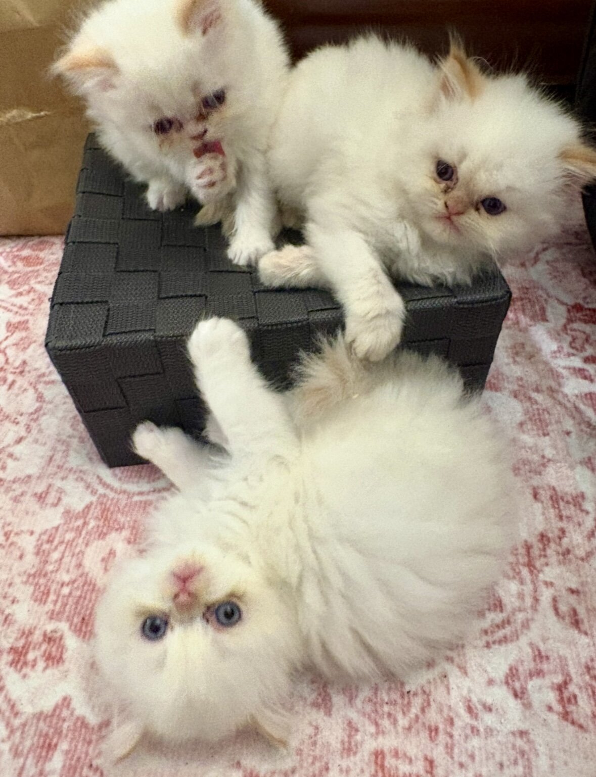 Kittens image 4
