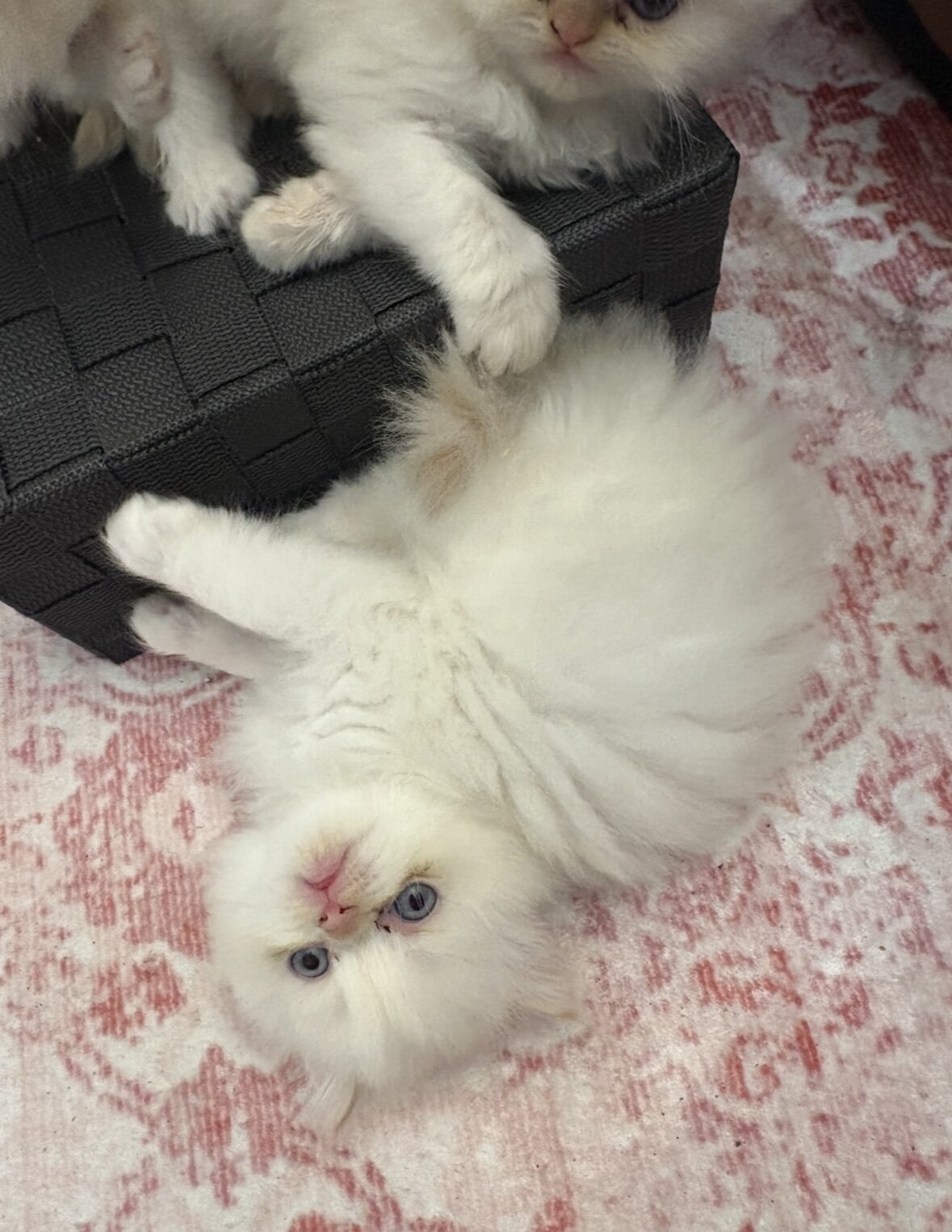 Kittens image 7