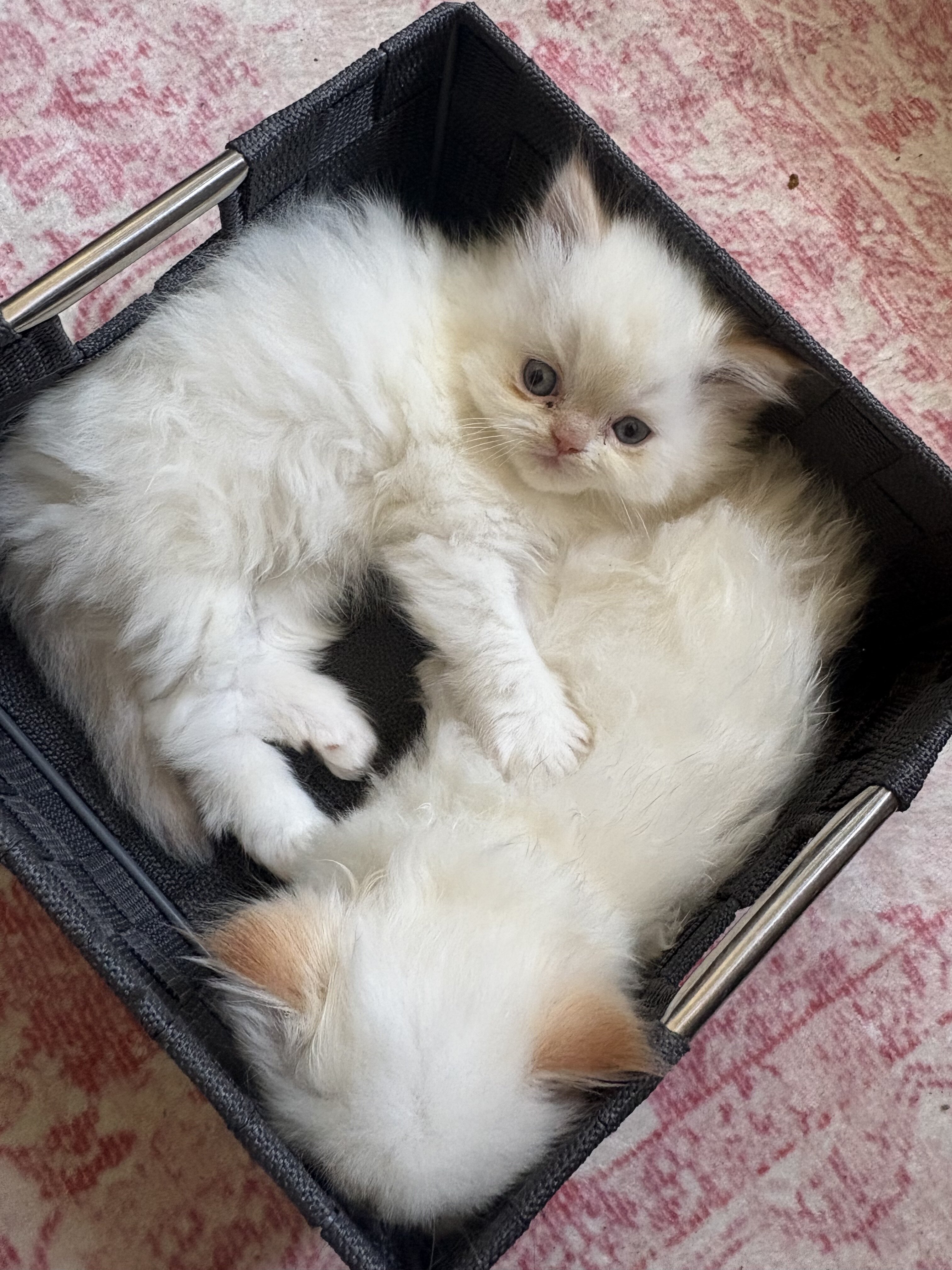 Kittens image 2