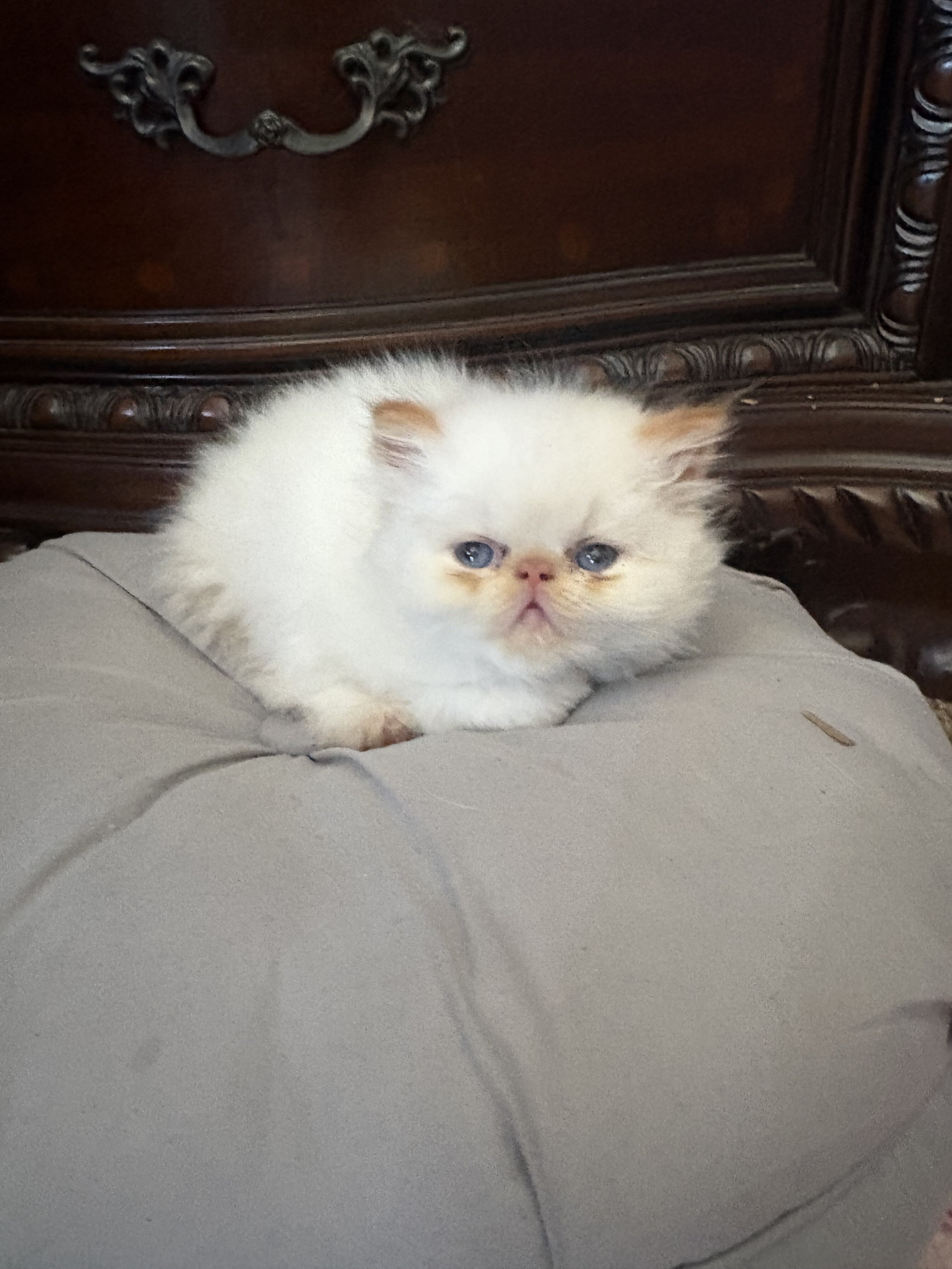 Kittens image 5