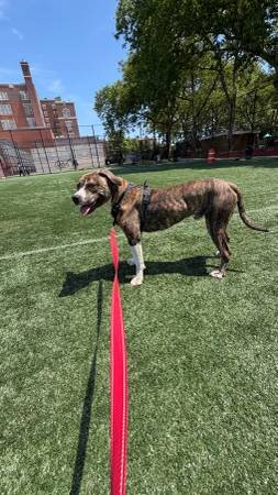 Large Young Dogs Looking for Loving Forever Homes image 3