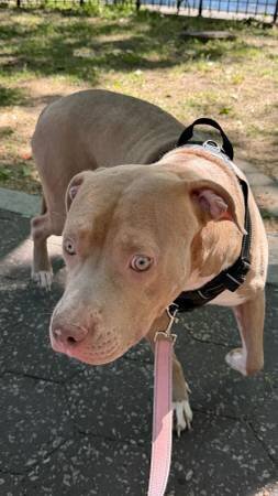 Large Young Dogs Looking for Loving Forever Homes image 4