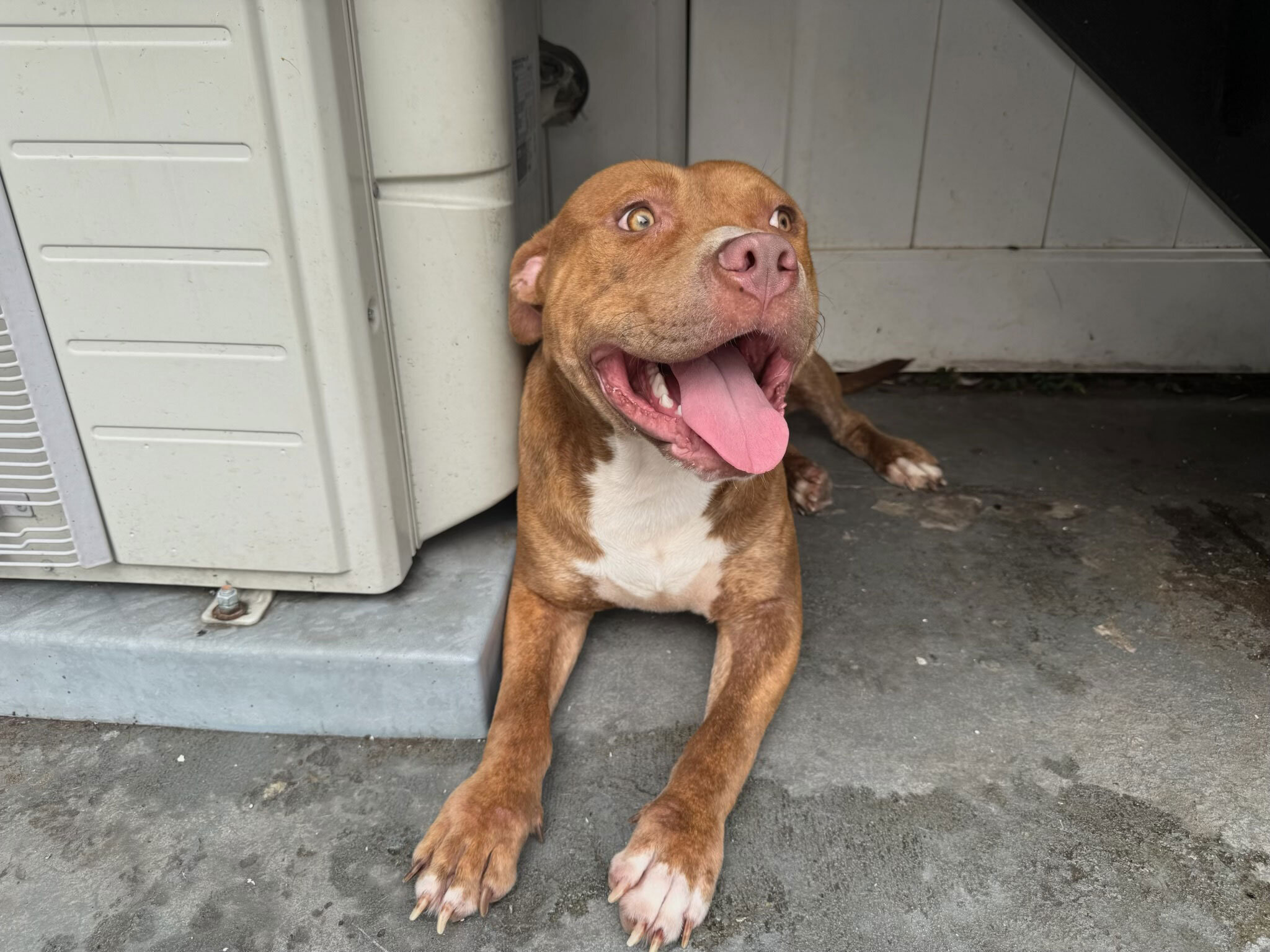 Large Young Dogs Looking for Loving Forever Homes image 1