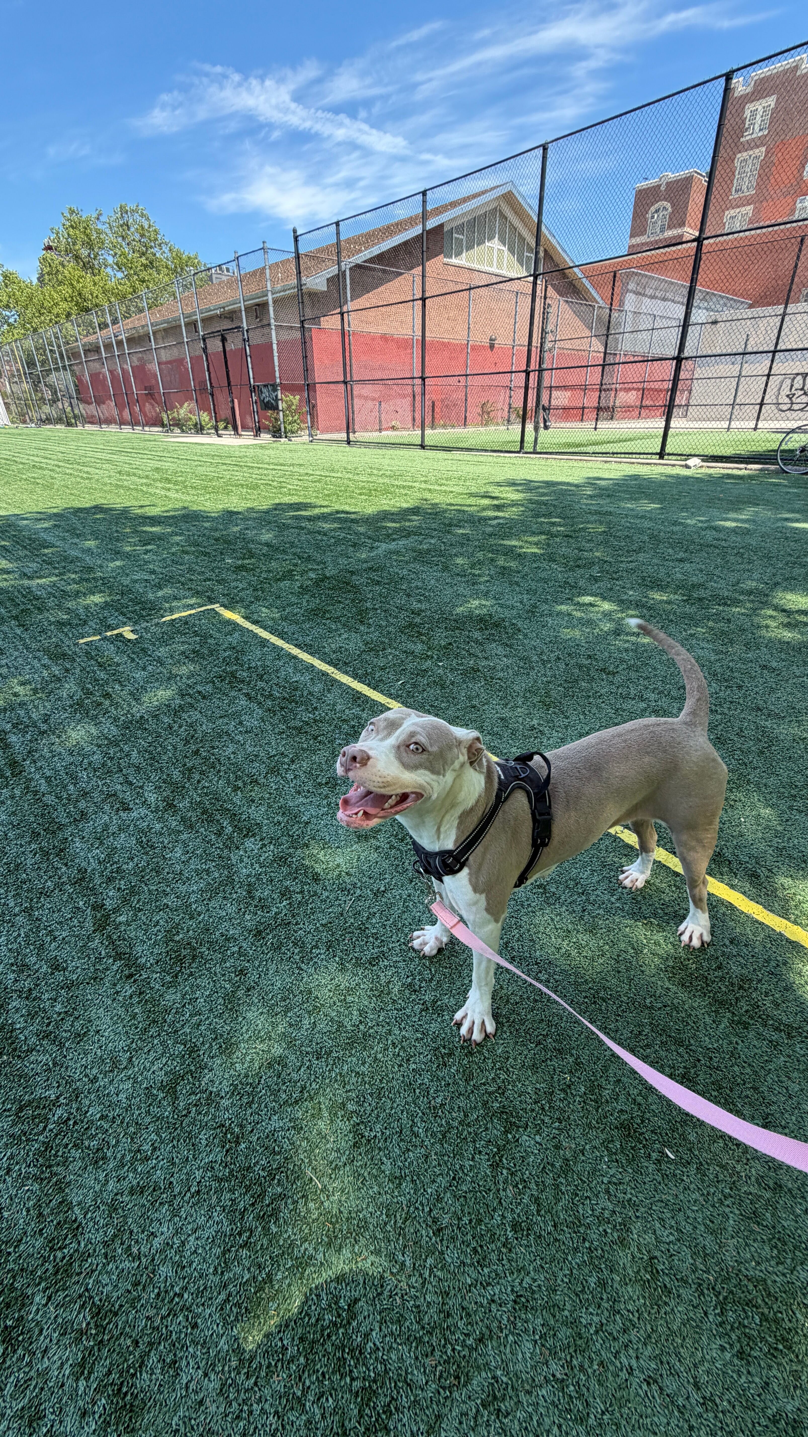 Large Young Dogs Looking for Loving Forever Homes image 5
