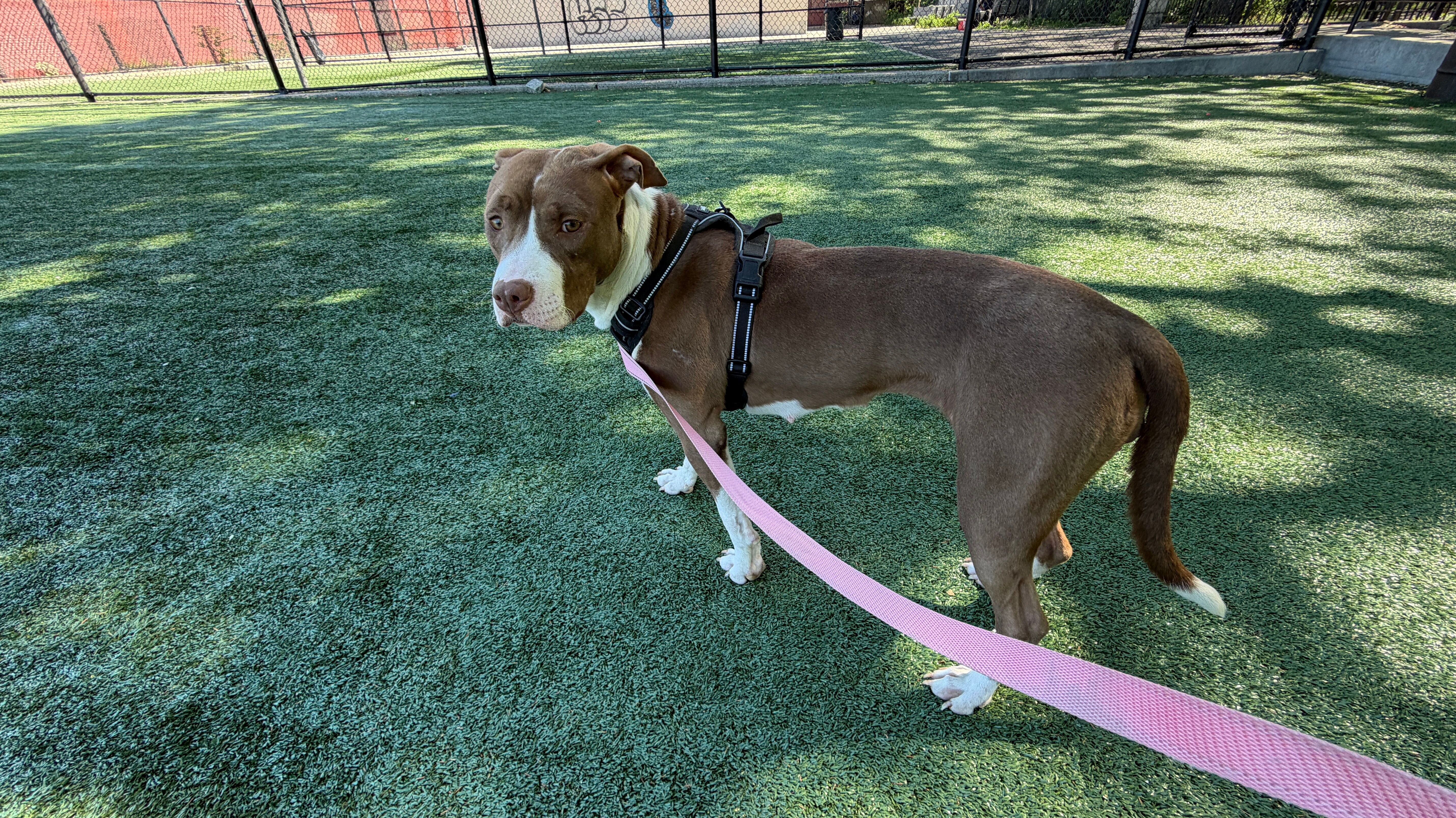 Large Young Dogs Looking for Loving Forever Homes image 6