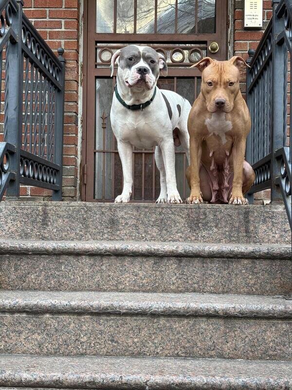Large Young Dogs Looking for Loving Forever Homes image 7