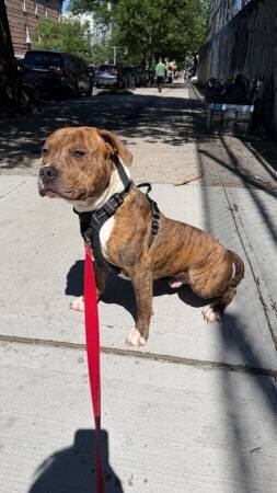 Large Young Dogs Looking for Loving Forever Homes image 2