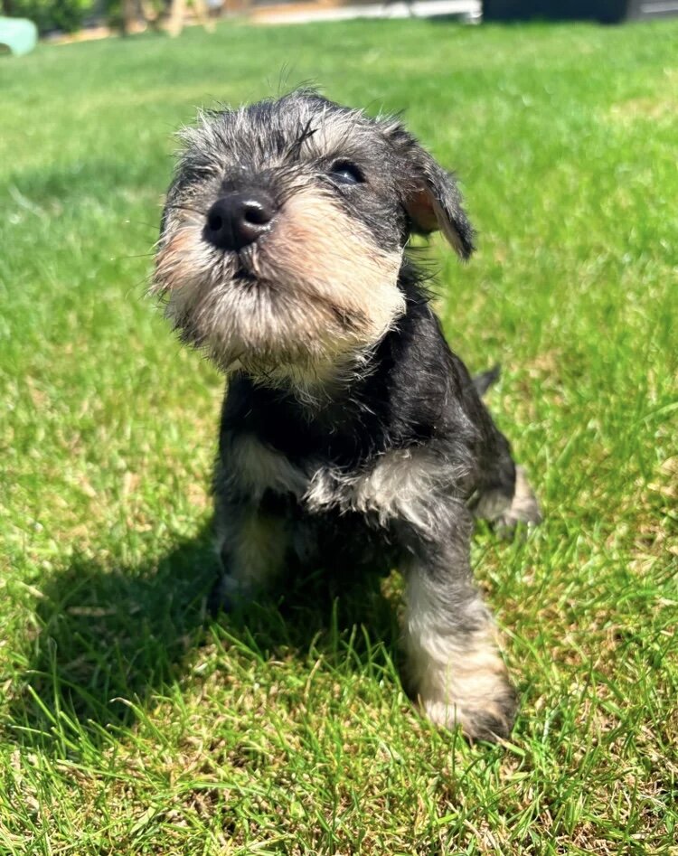 Stunning litter of miniature schnauzers image 5