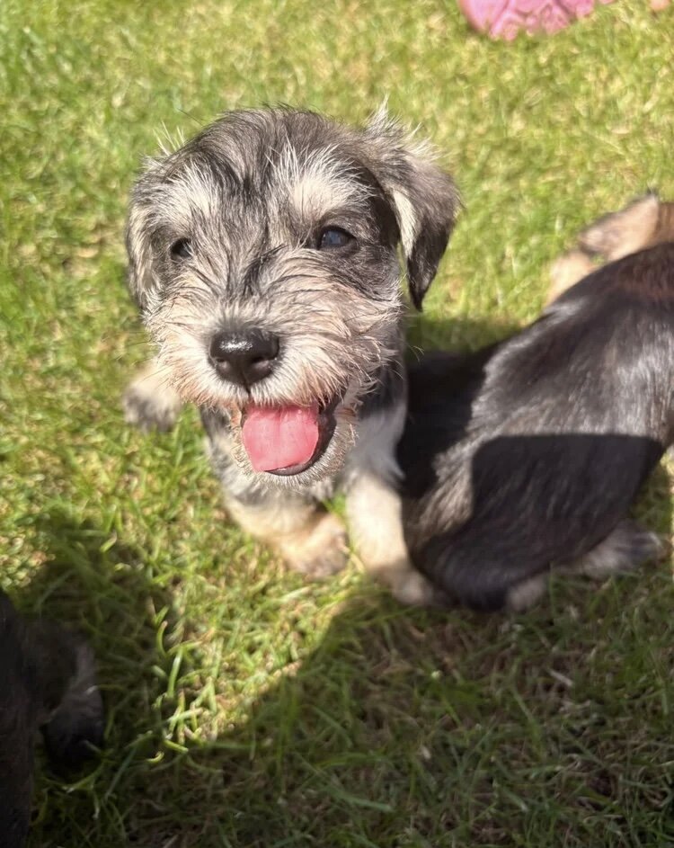 Stunning litter of miniature schnauzers image 4