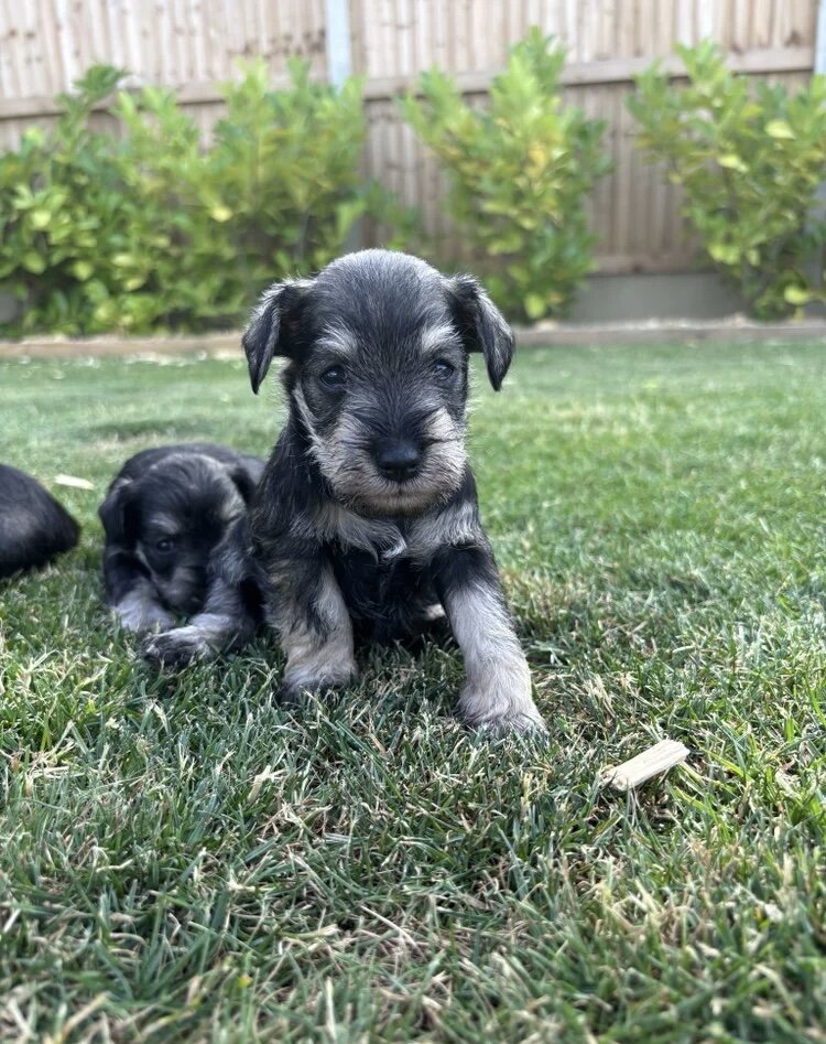 Stunning litter of miniature schnauzers image 1