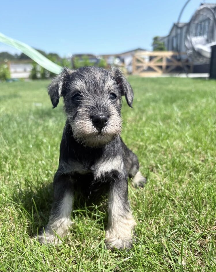 Stunning litter of miniature schnauzers image 2