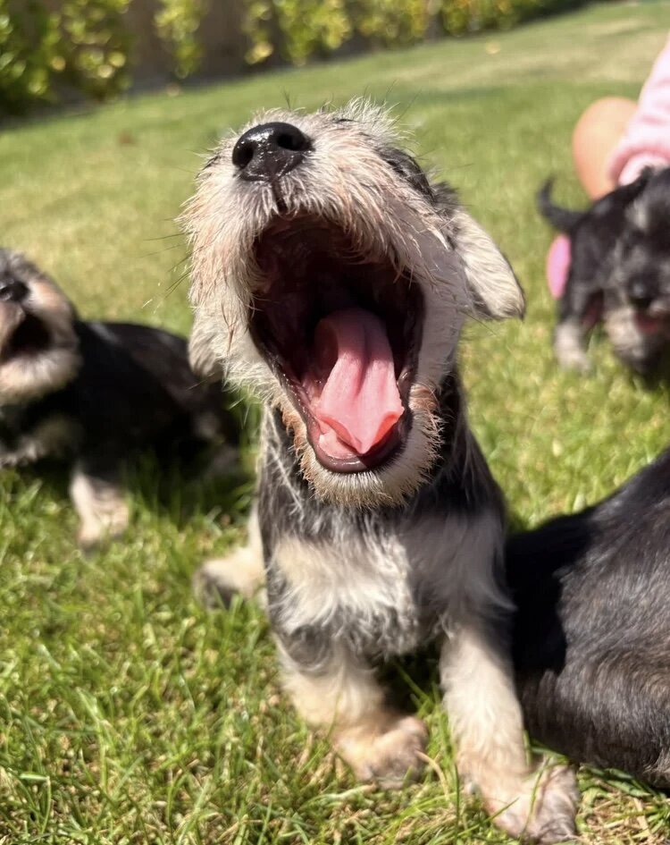 Stunning litter of miniature schnauzers image 3