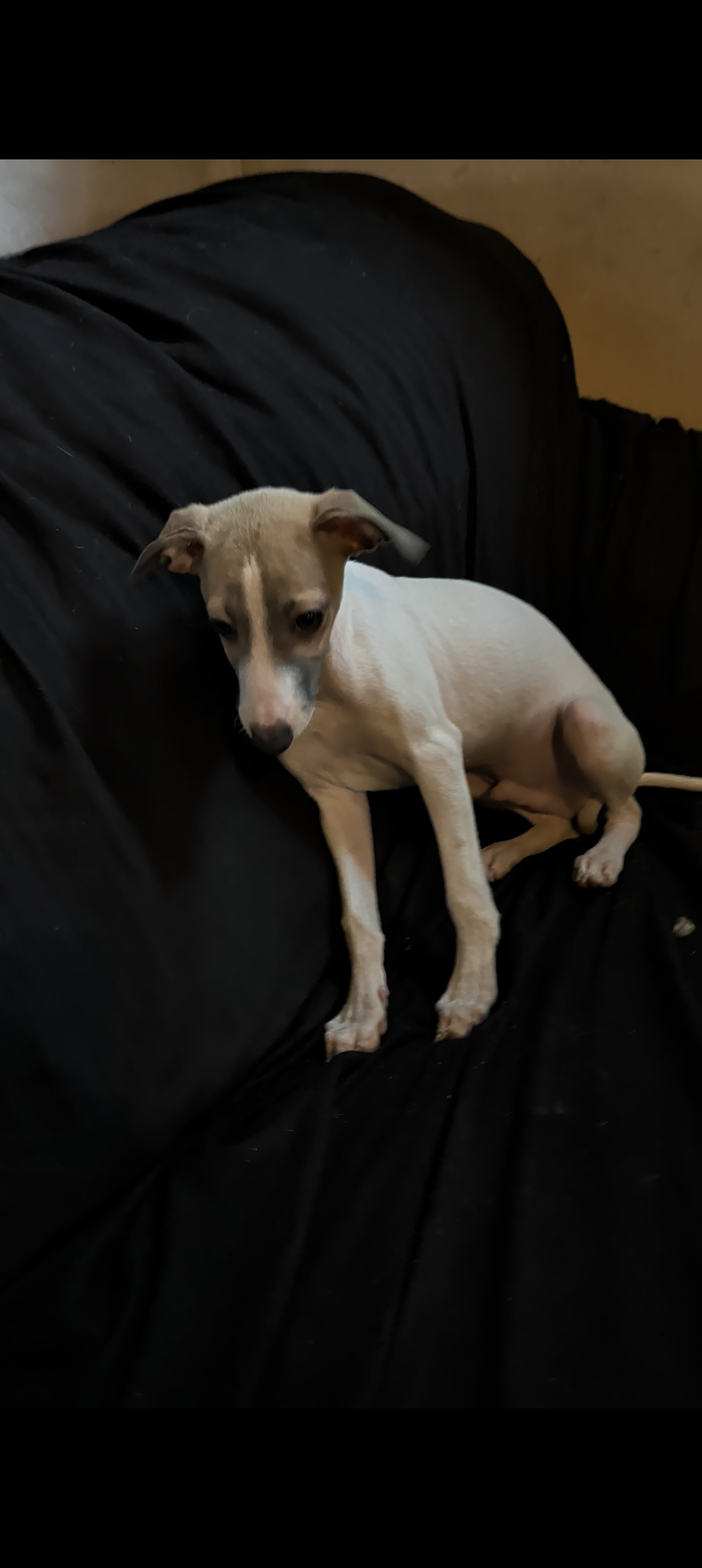 Italian Greyhound puppies image 8