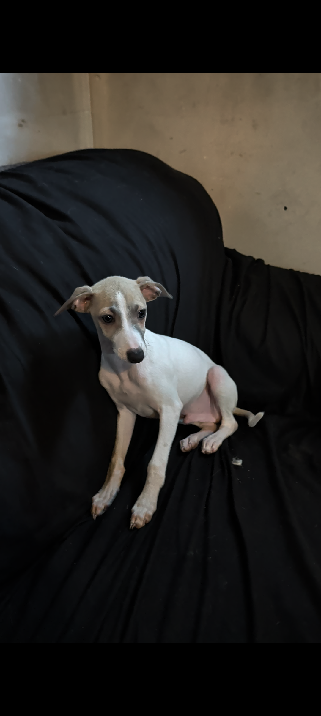 Italian Greyhound puppies image 9
