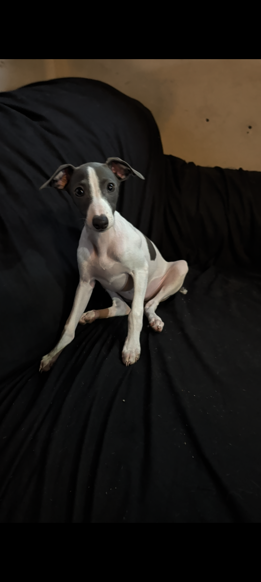Italian Greyhound puppies image 7