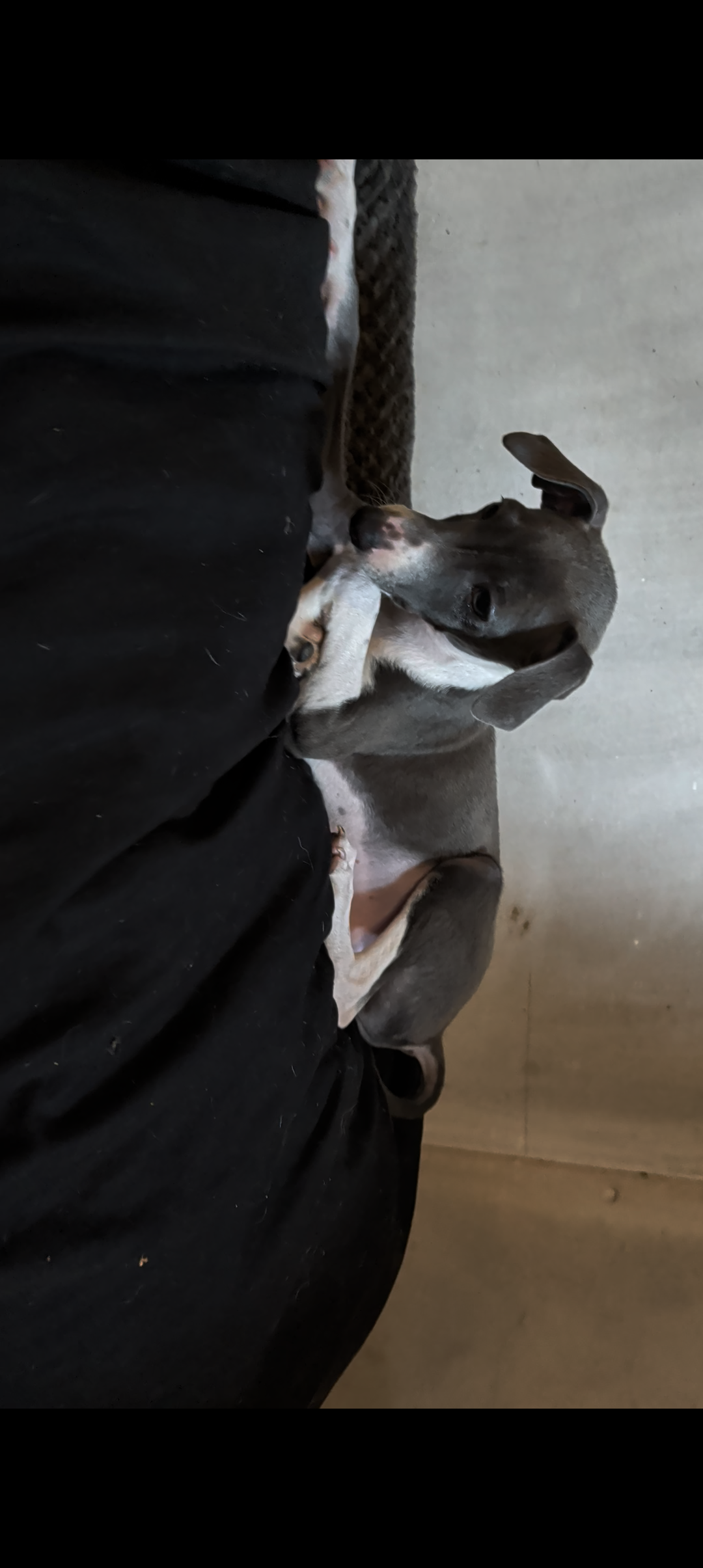 Italian Greyhound puppies image 6
