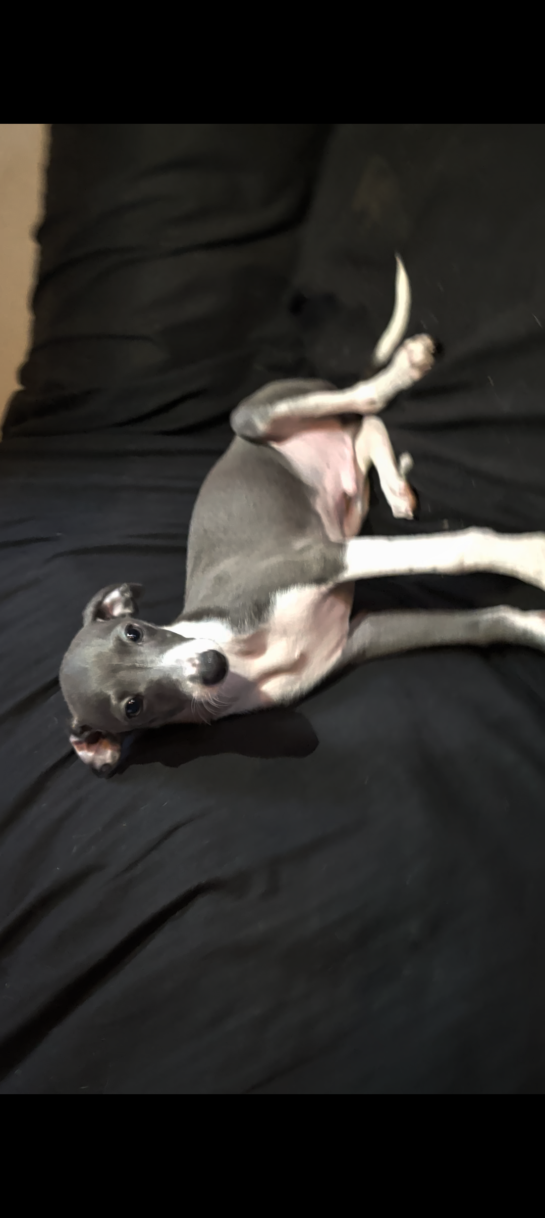 Italian Greyhound puppies image 5