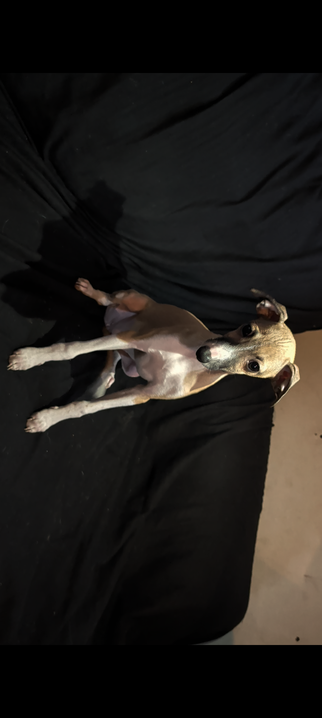 Italian Greyhound puppies image 4