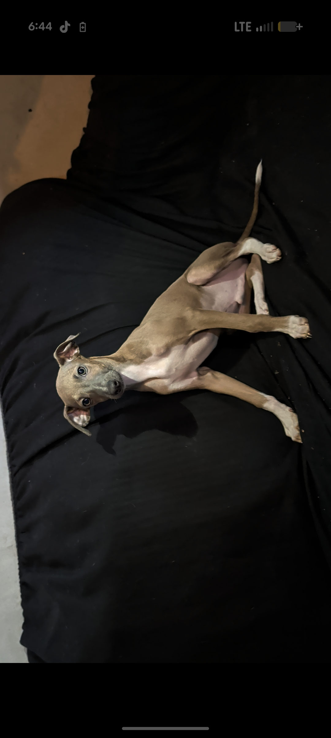 Italian Greyhound puppies image 3