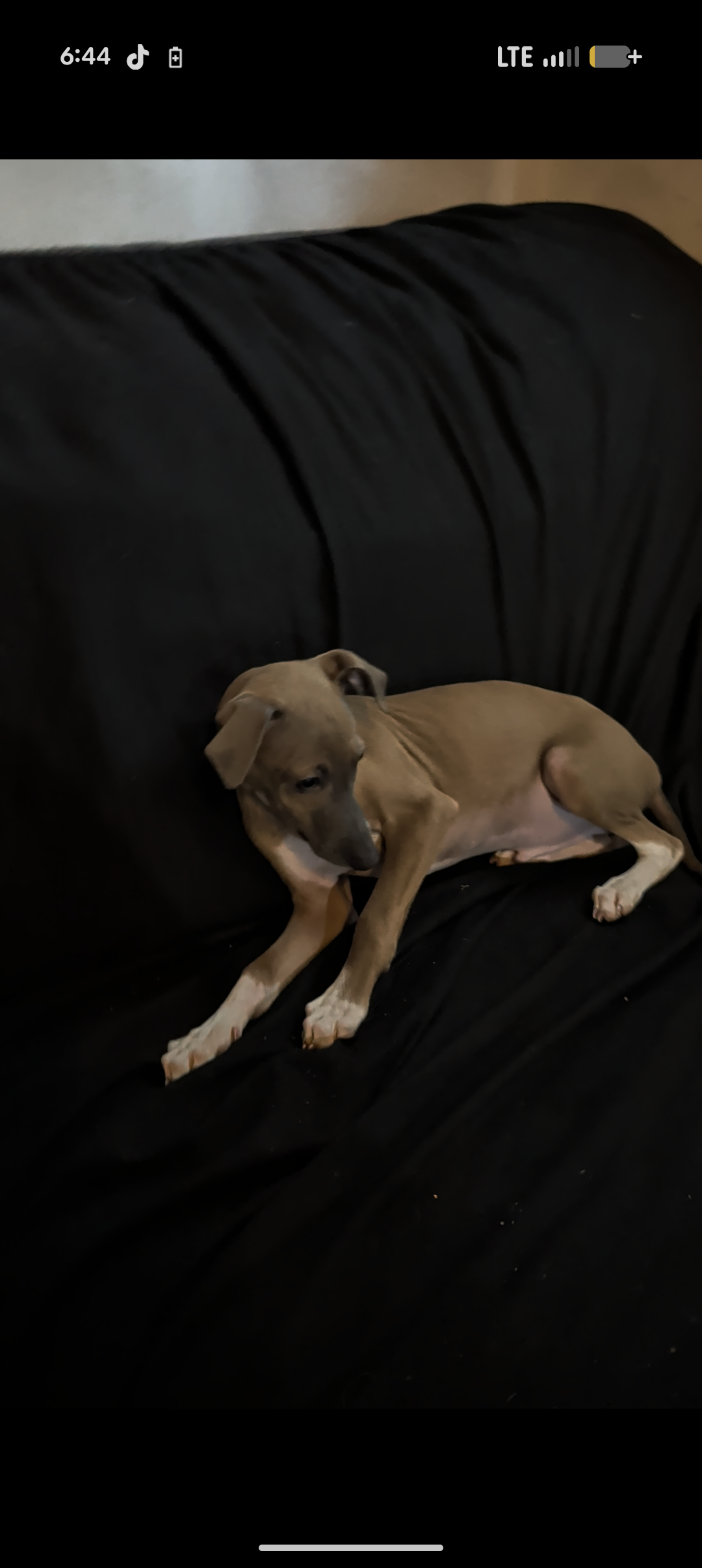 Italian Greyhound puppies image 2