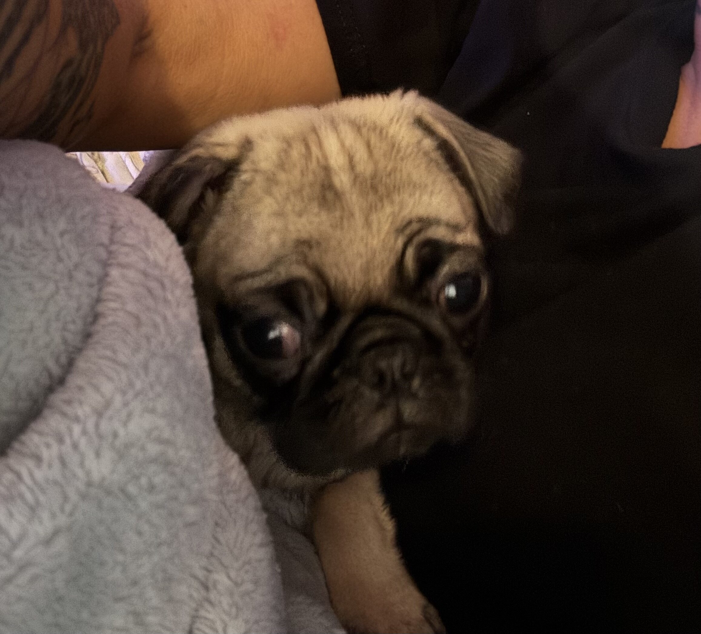 Pug puppy image 2