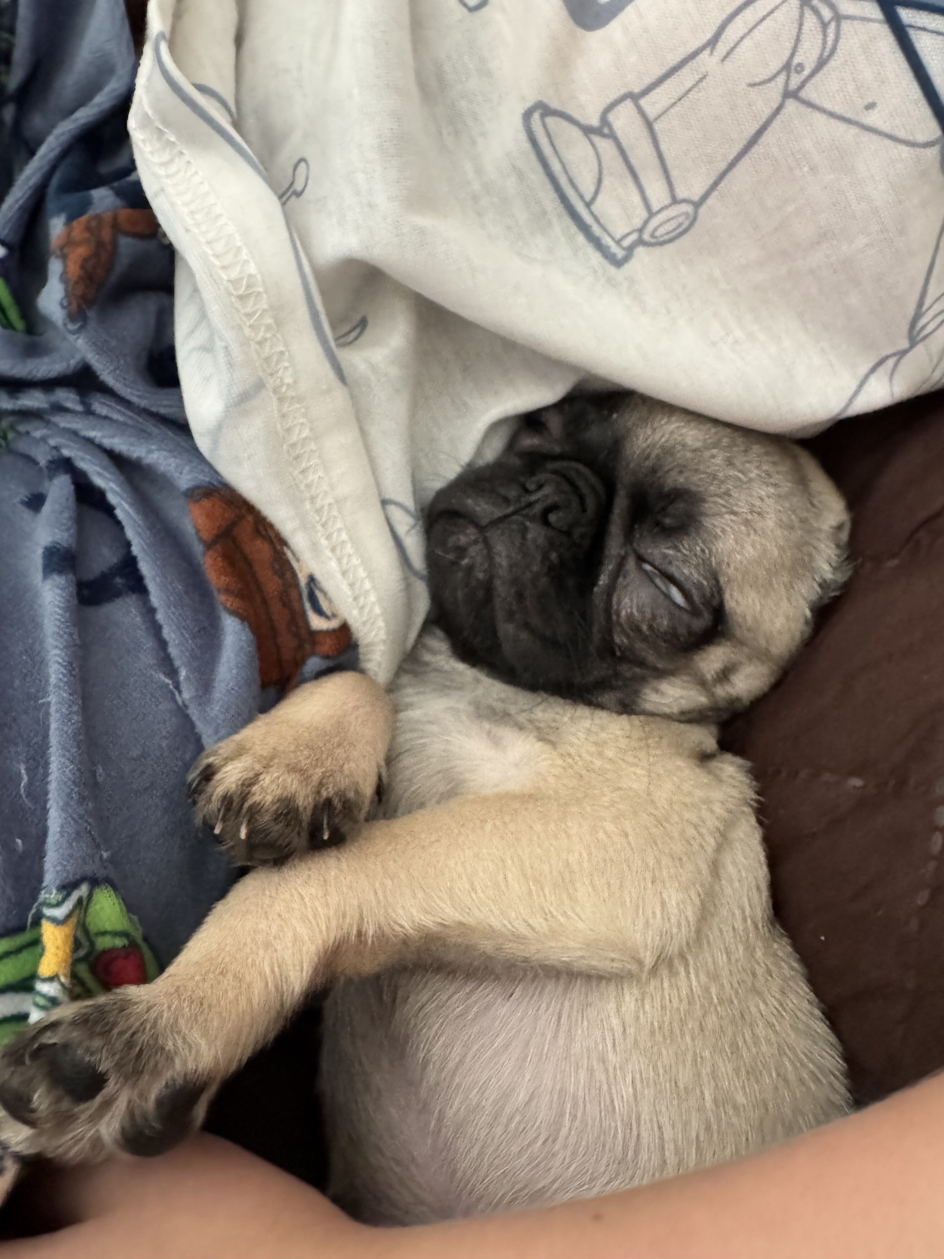 Pug puppy image 3