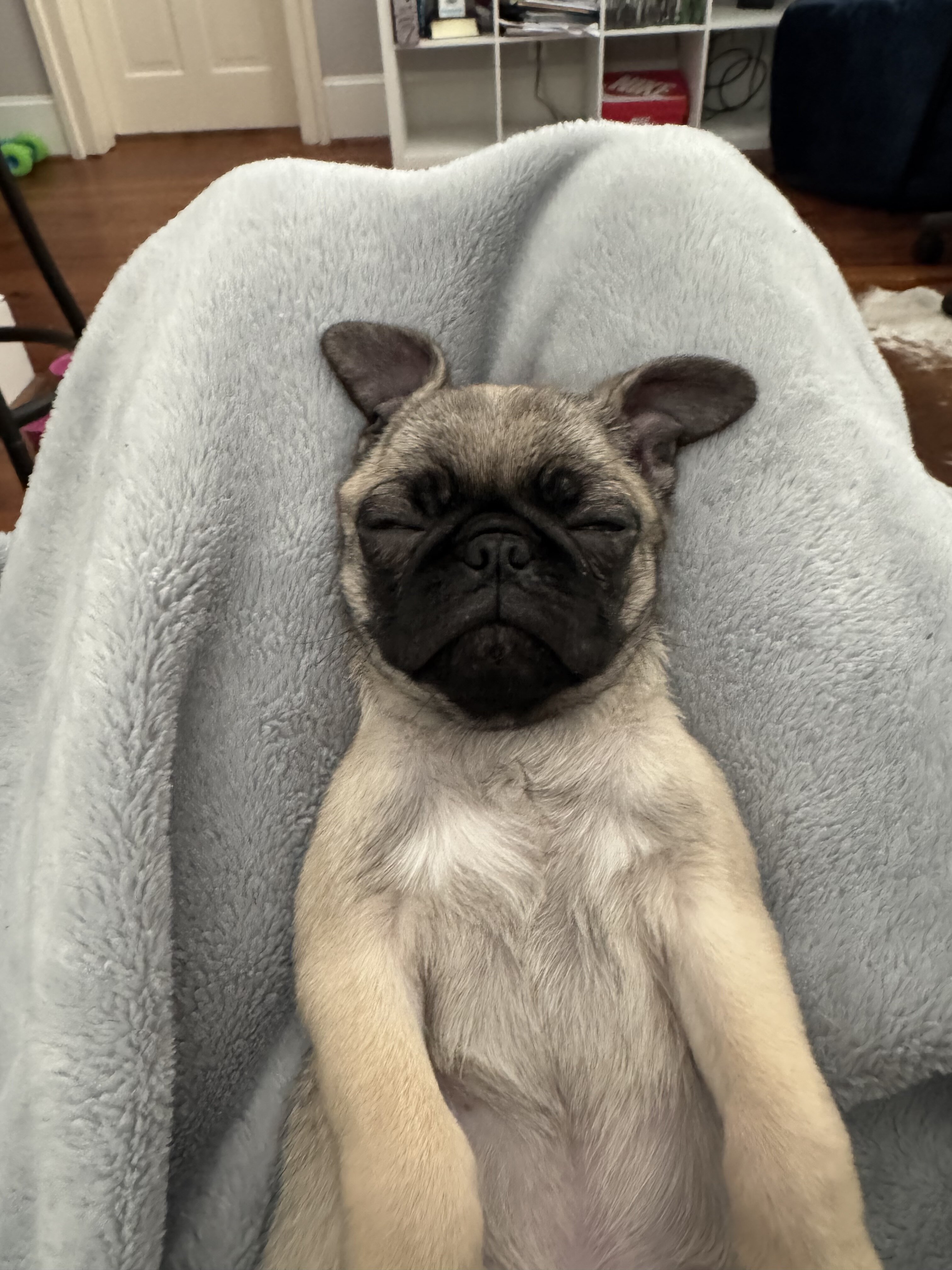 Pug puppy image 4