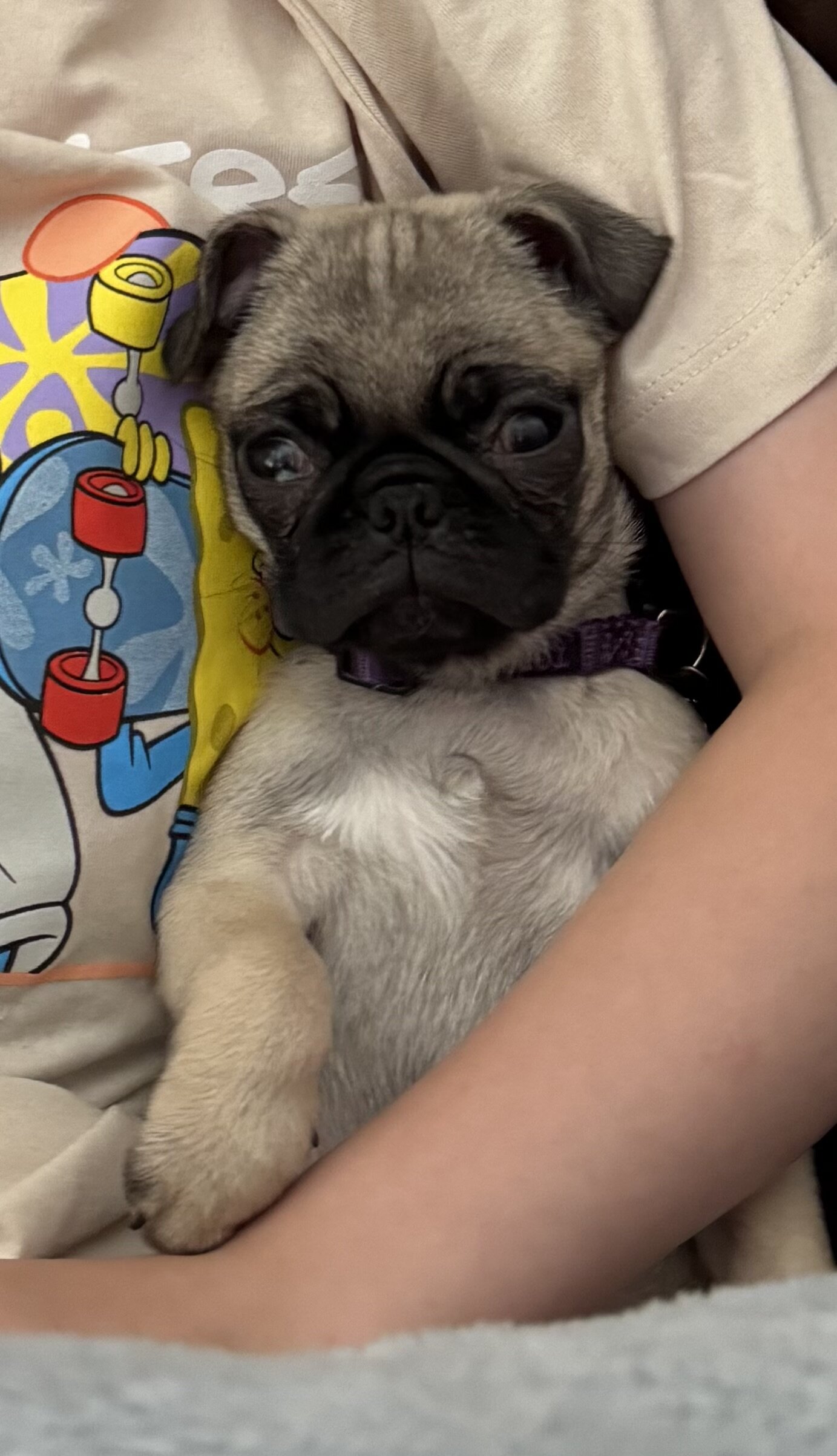 Pug puppy image 1