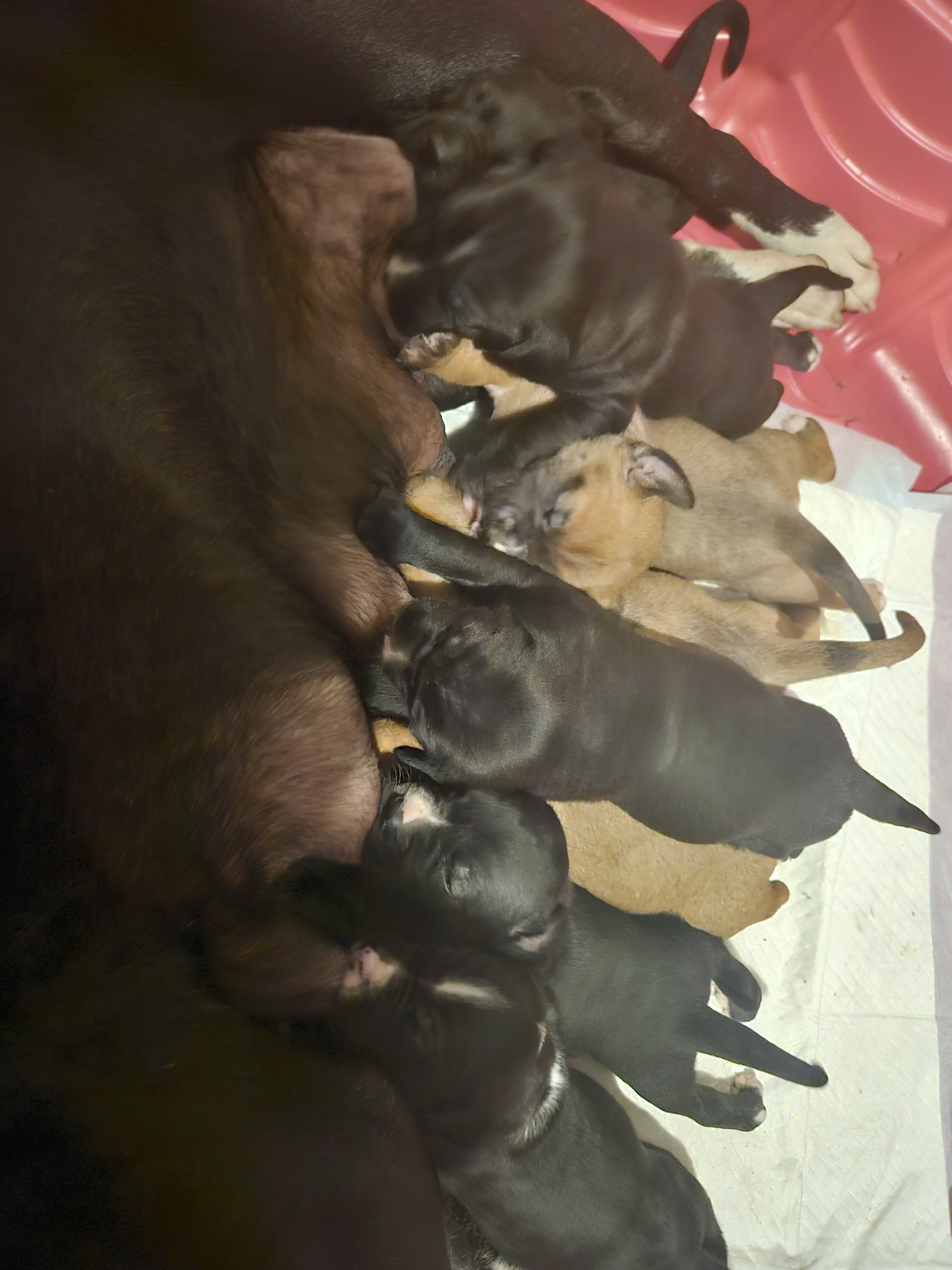 king bulldog/pitbull pups image 2
