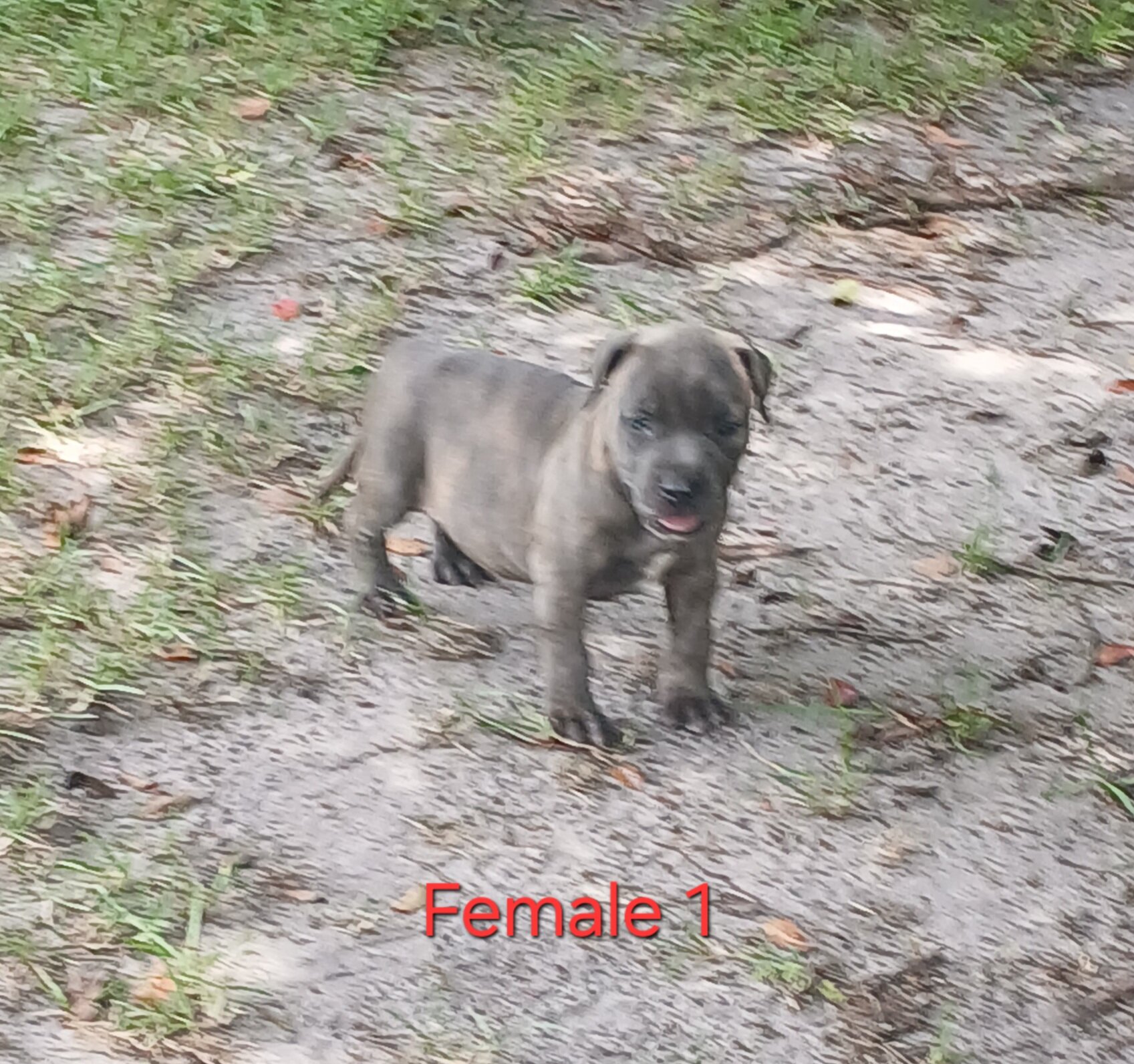 American Bully image 1