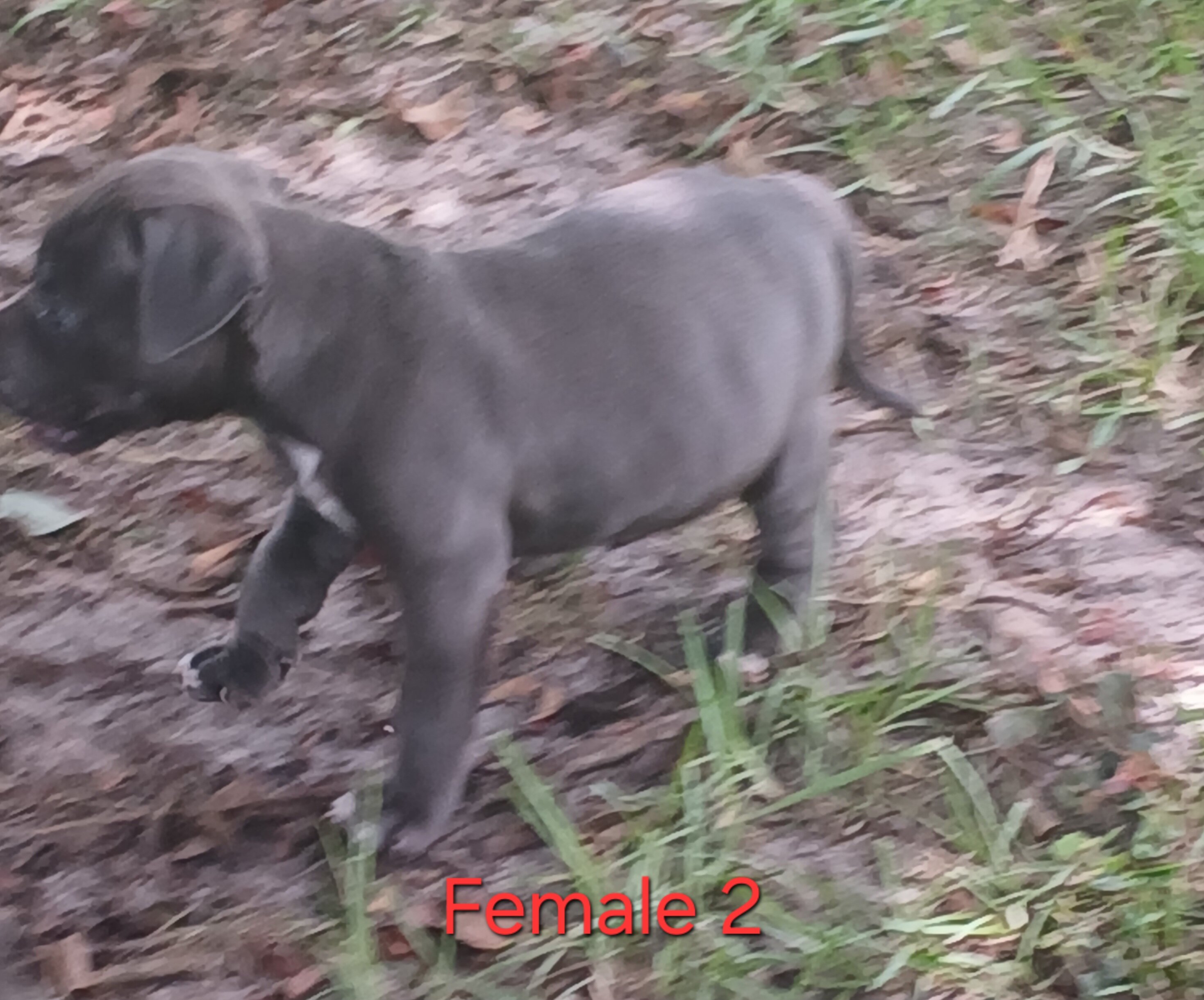 American Bully image 2