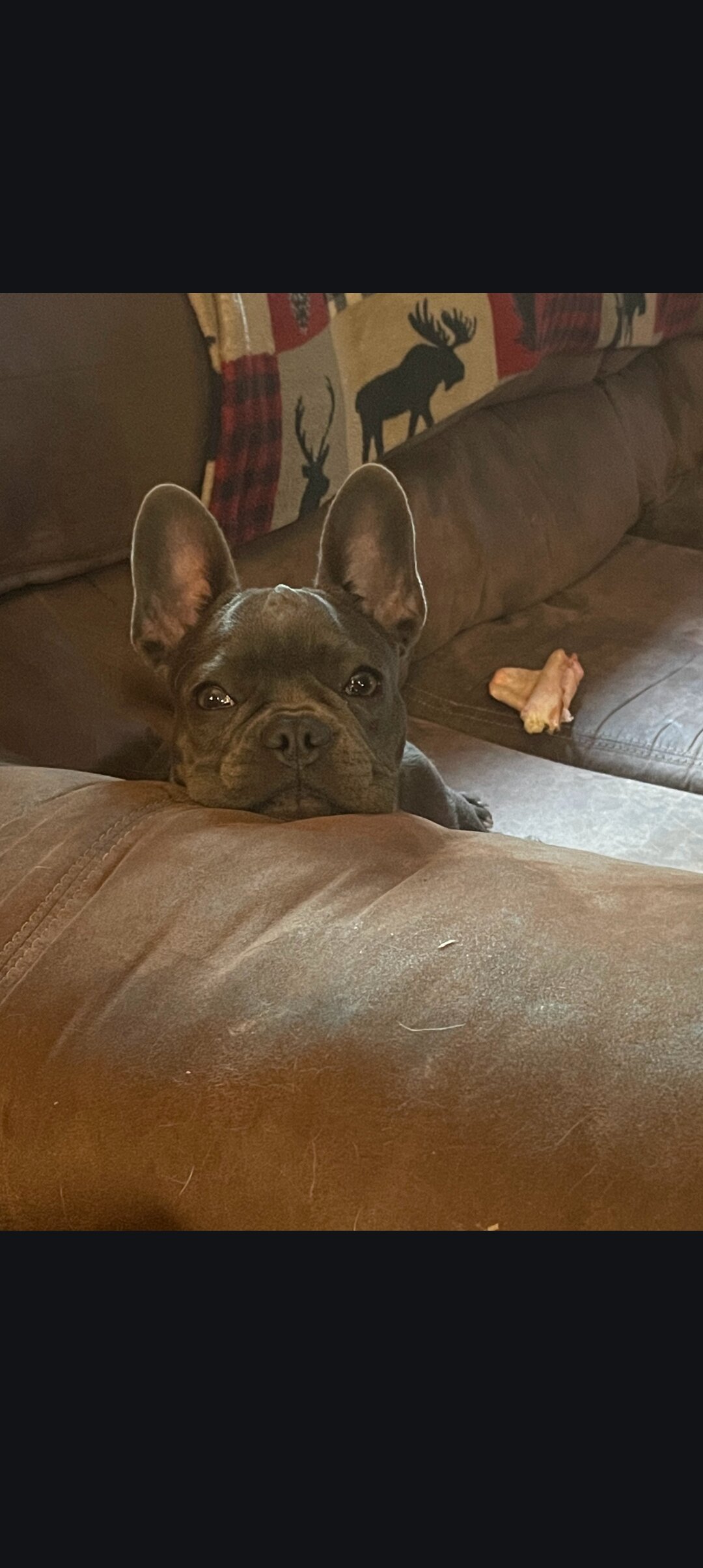 Akc French Bulldog blue female image 2