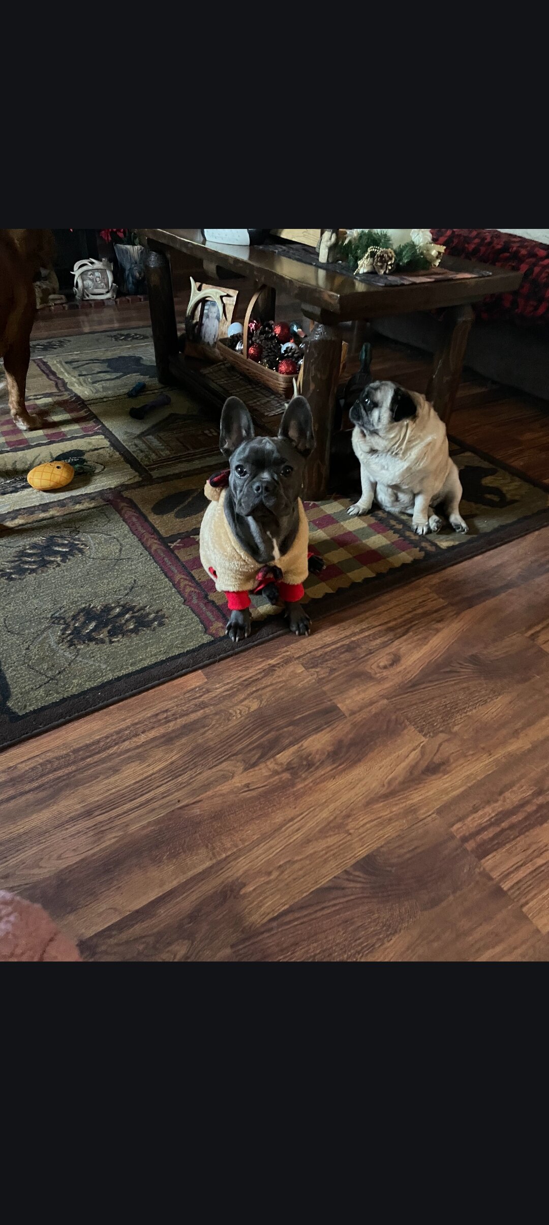 Akc French Bulldog blue female image 3