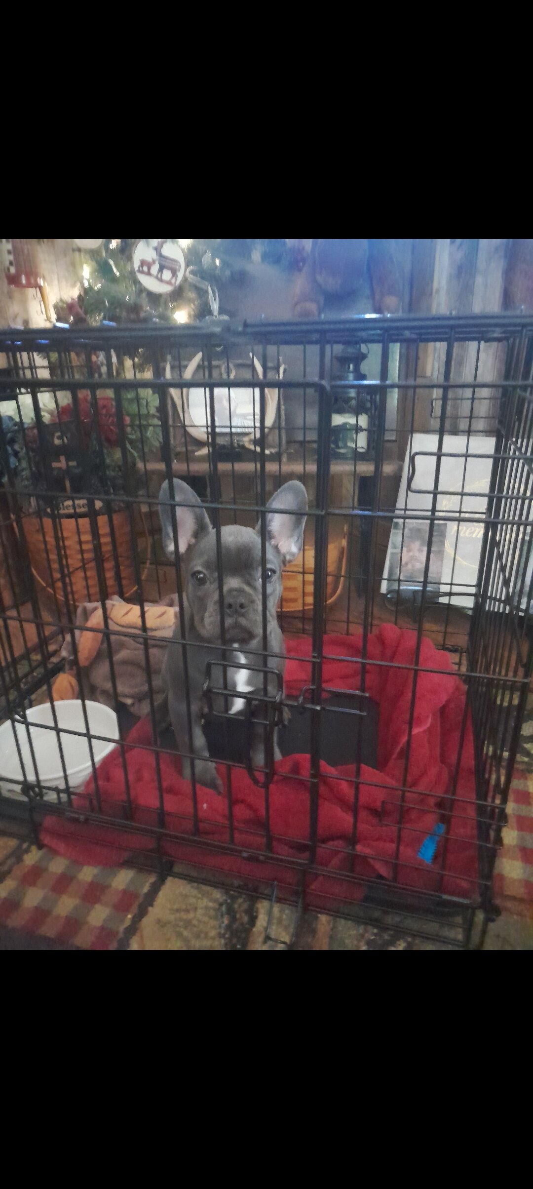 Akc French Bulldog blue female image 1