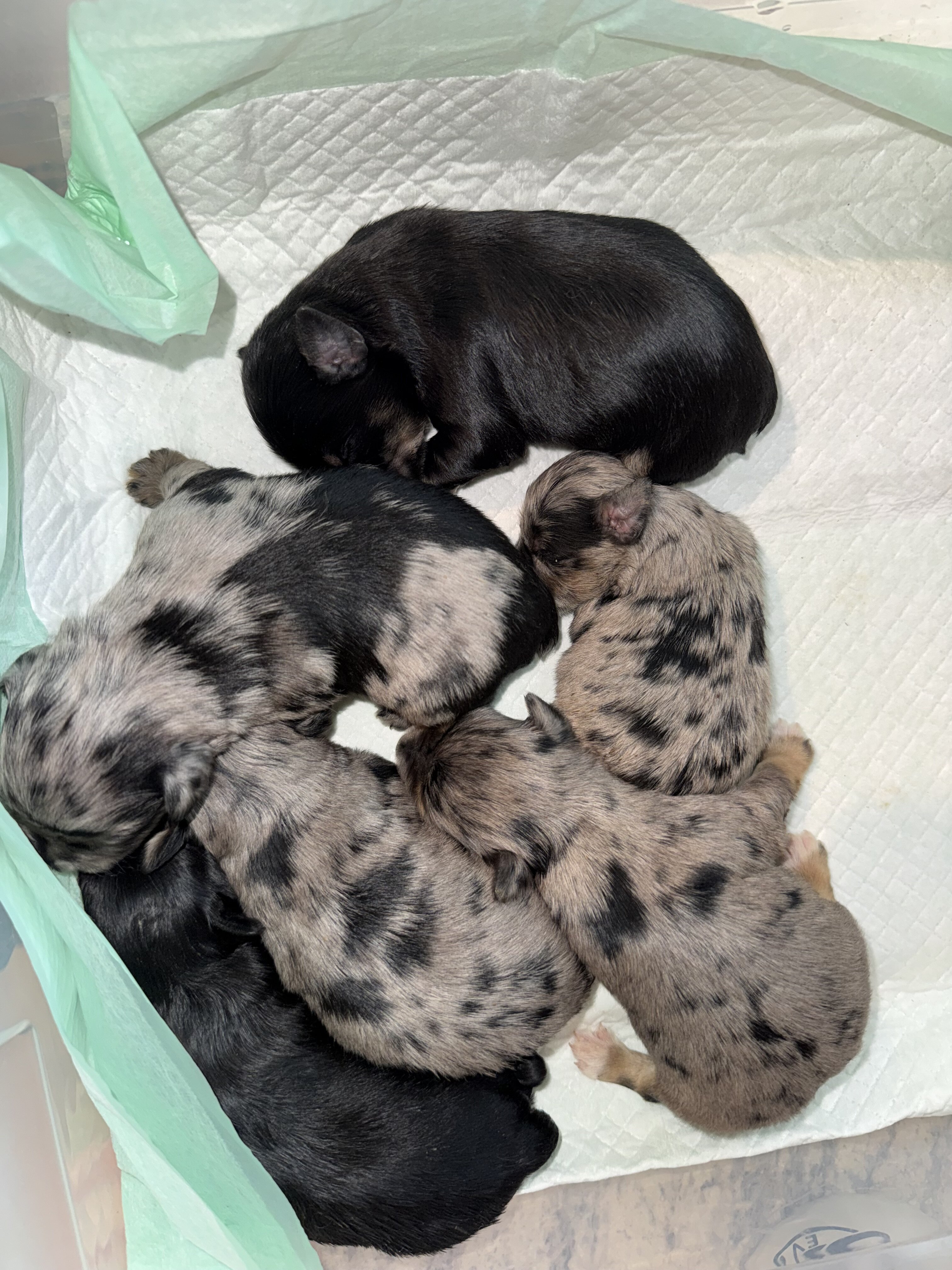 Miniature schnauzer puppies image 1