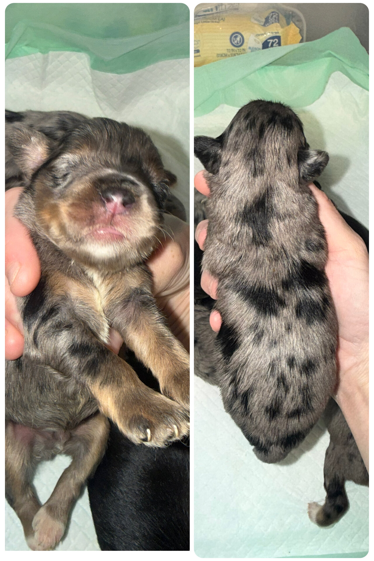 Miniature schnauzer puppies image 5